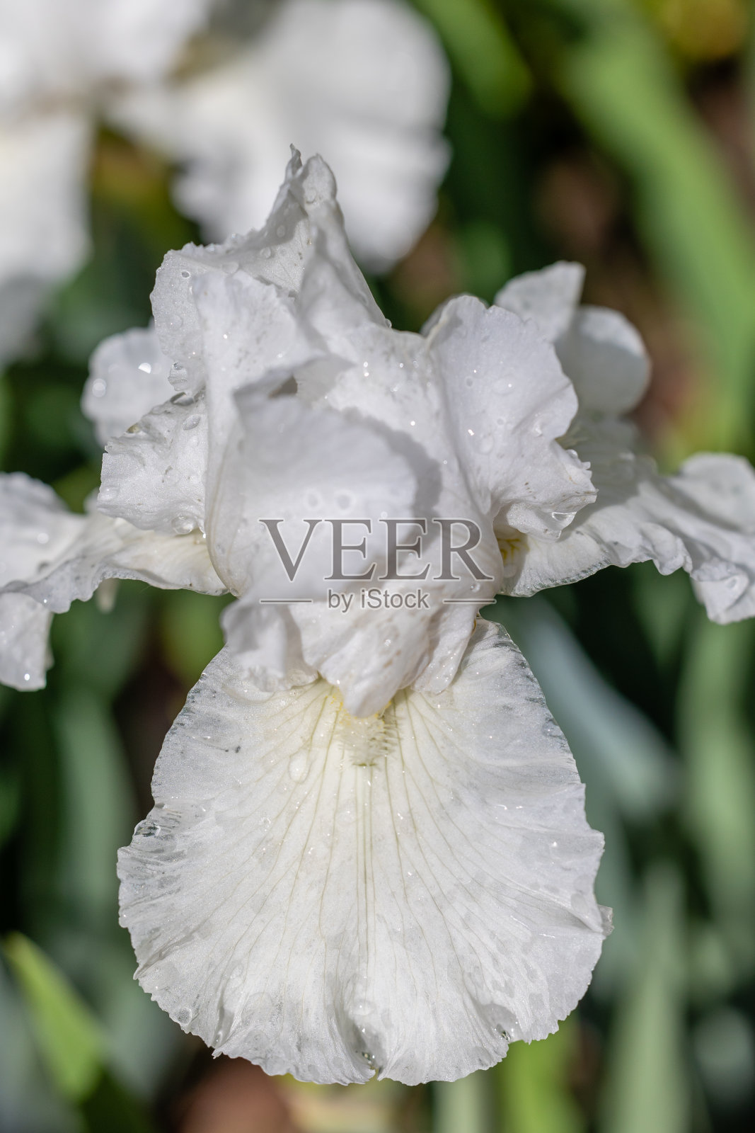 鸢尾德国弗里施-罗氏花栽培在花园里照片摄影图片