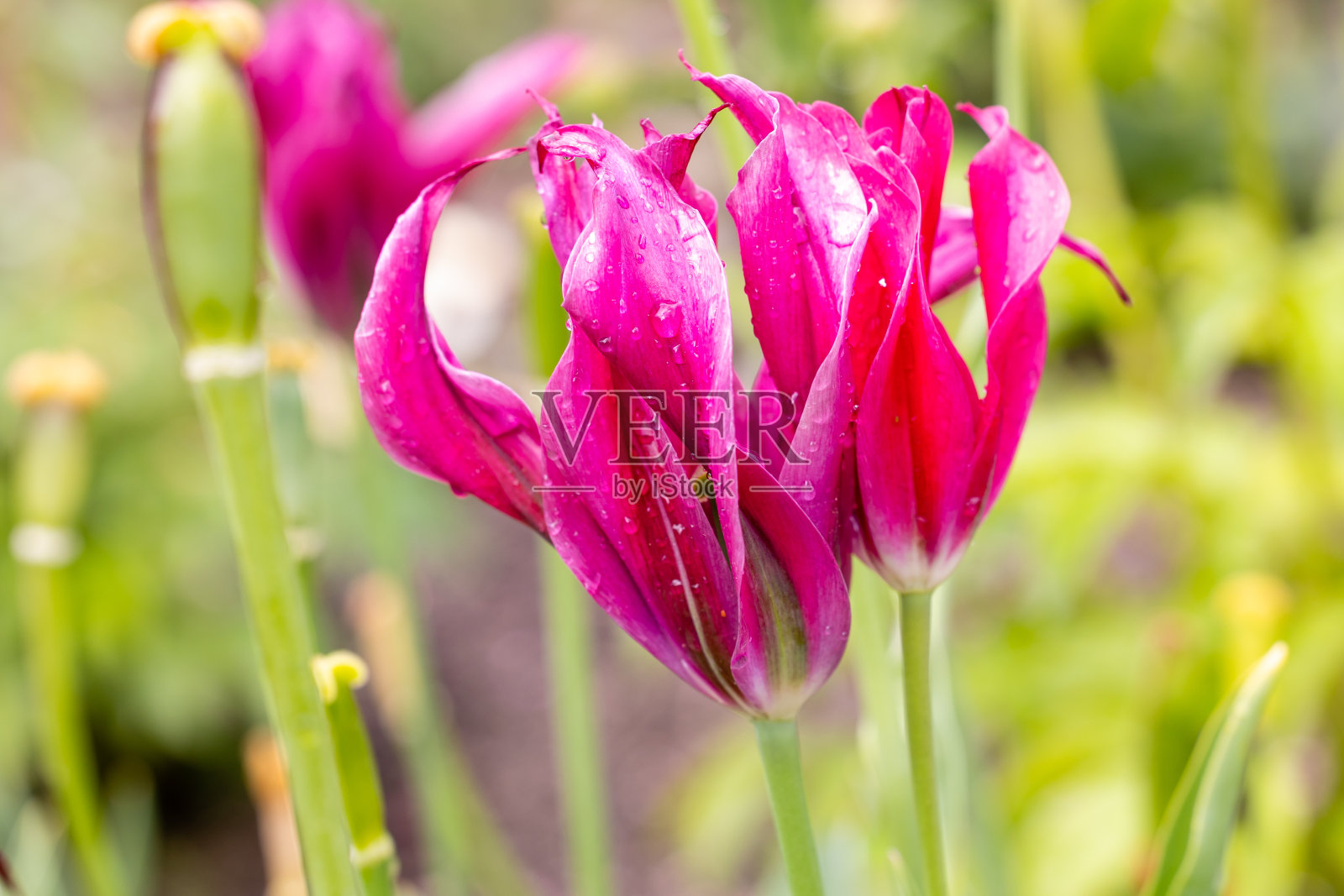 生长在马德里花园里被雨滴淋湿的郁金香照片摄影图片