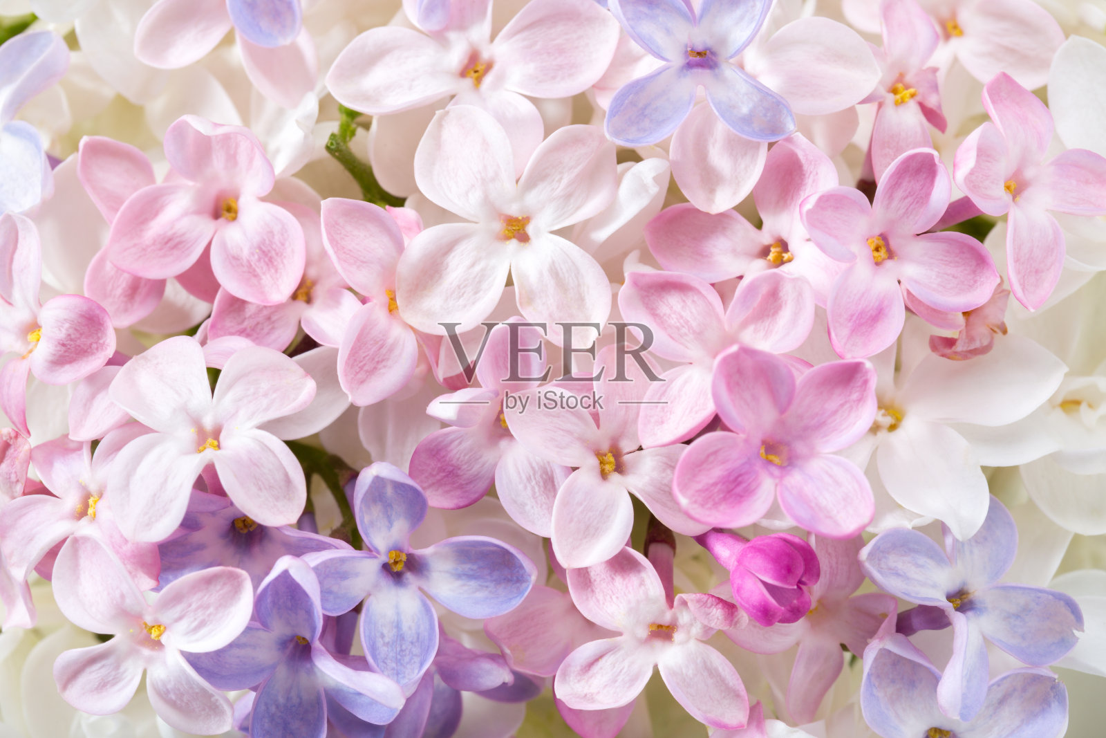 微距图像的不同微小丁香花。柔和的花香背景。平的。有选择性的重点照片摄影图片