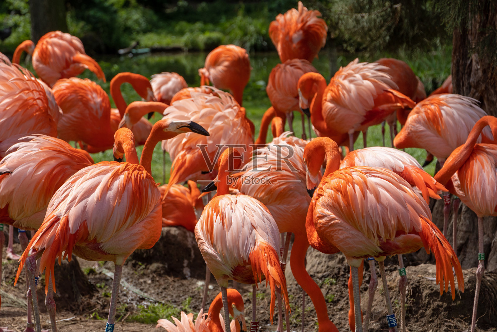 火烈鸟照片摄影图片