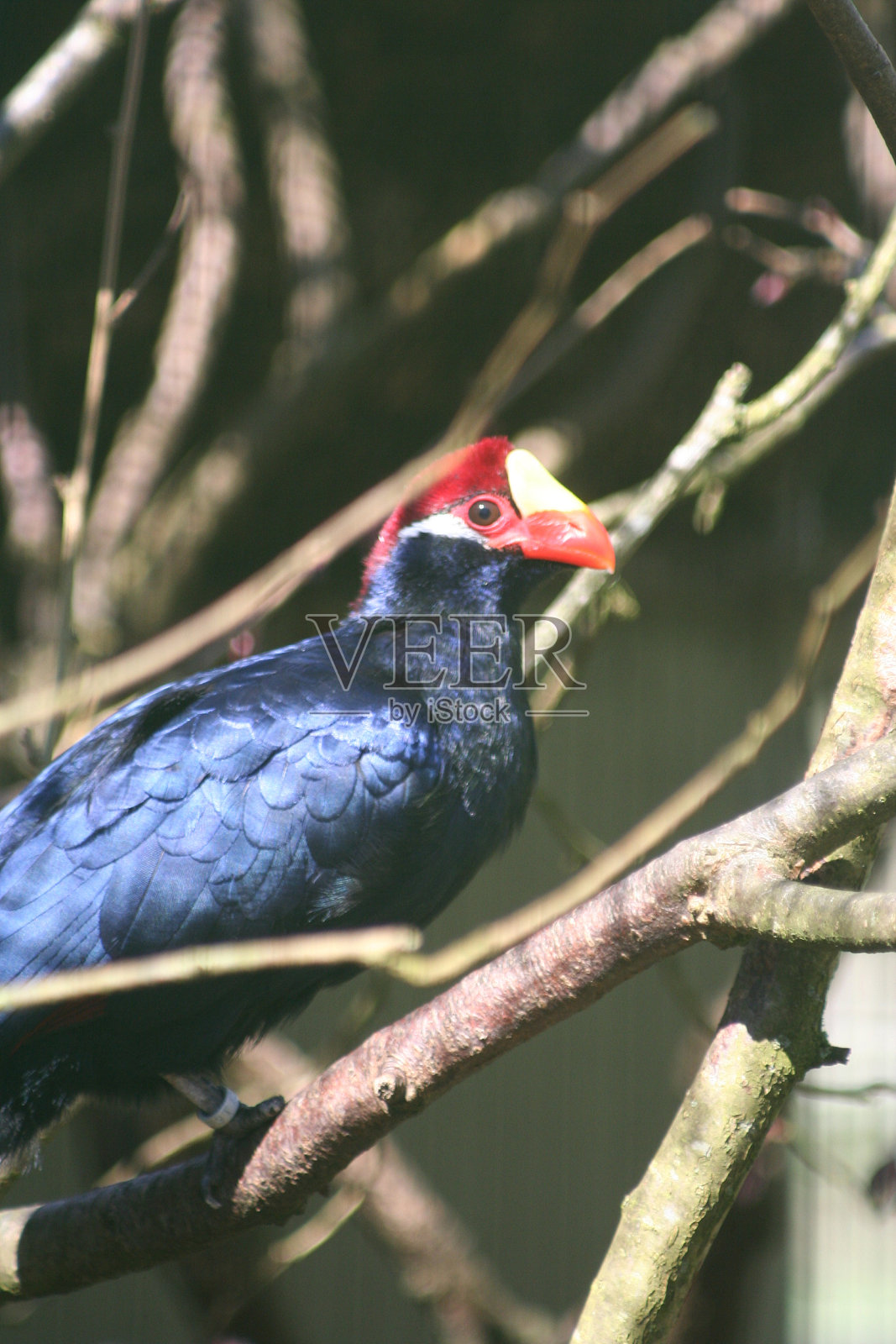 紫Turaco照片摄影图片