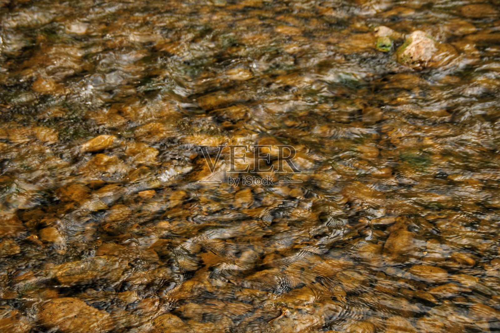 河岸的花、树、灌木和花蕾。照片摄影图片