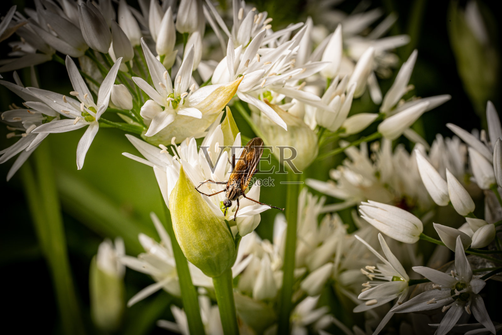 花宏中的Bug照片摄影图片