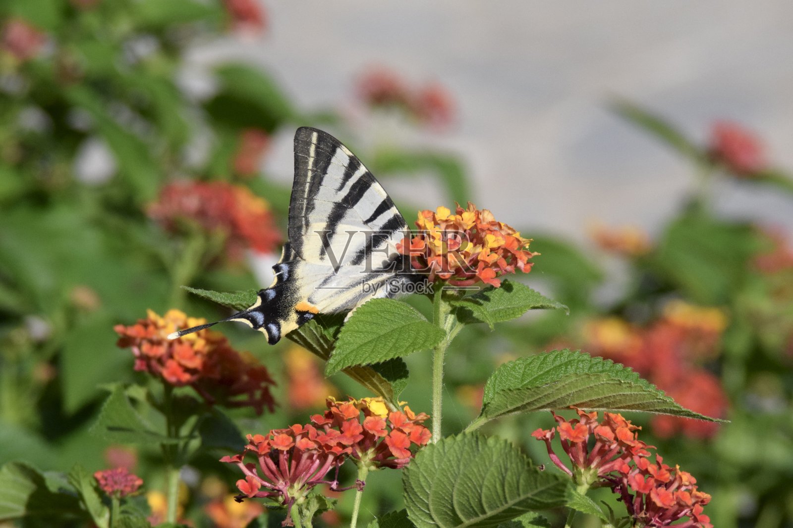 花上的黑白斑马蝴蝶照片摄影图片