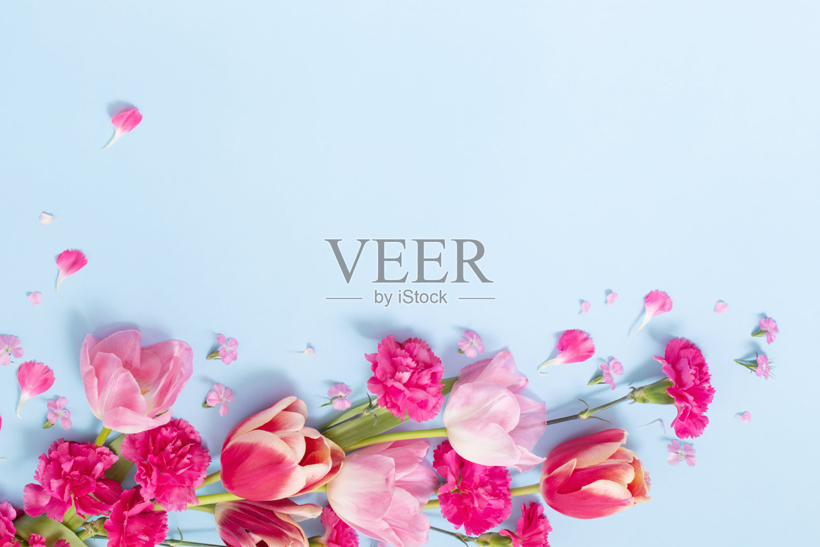 蓝色背景上的美丽春季鲜花照片摄影图片