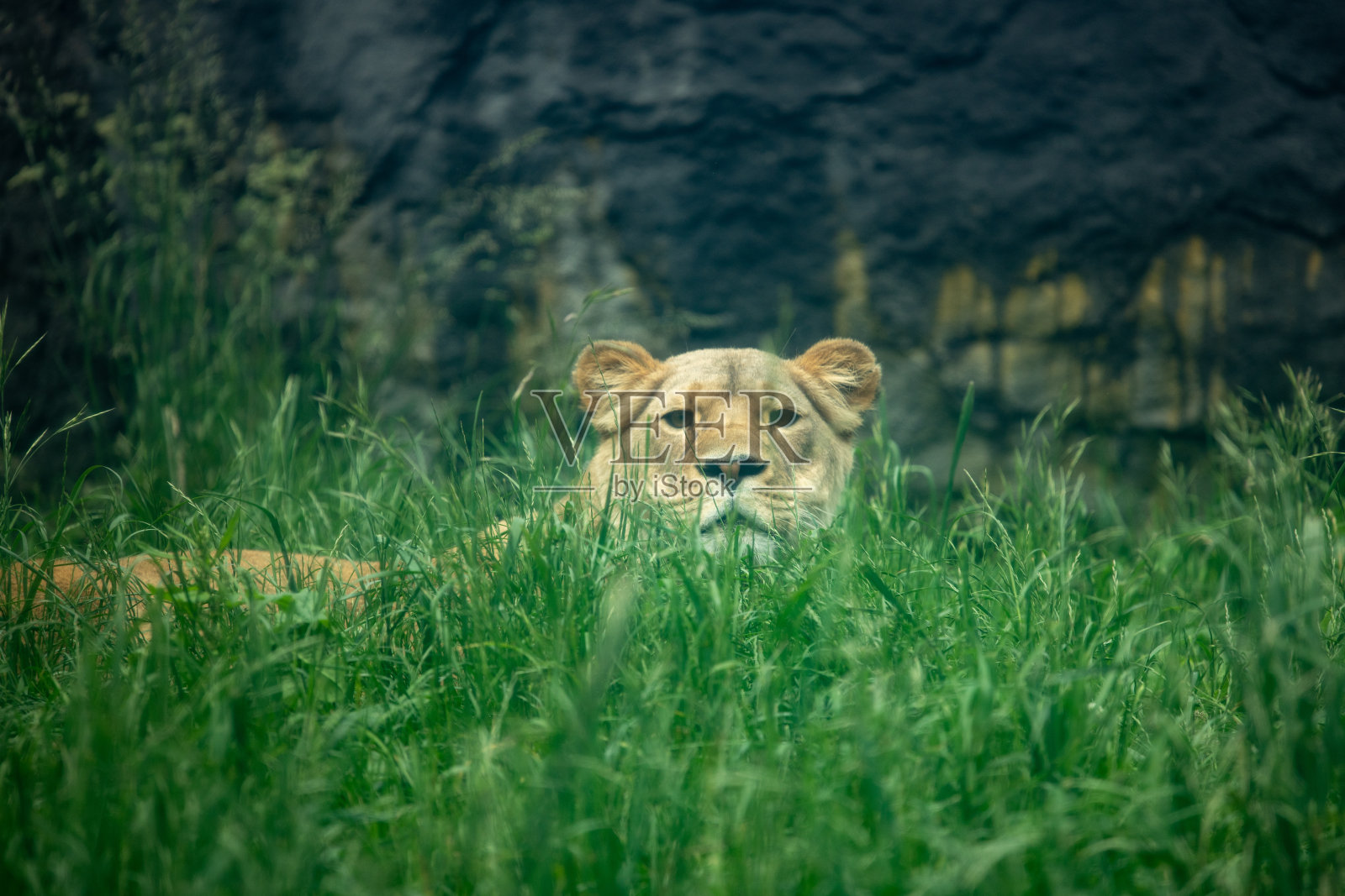 草地上的狮子照片摄影图片