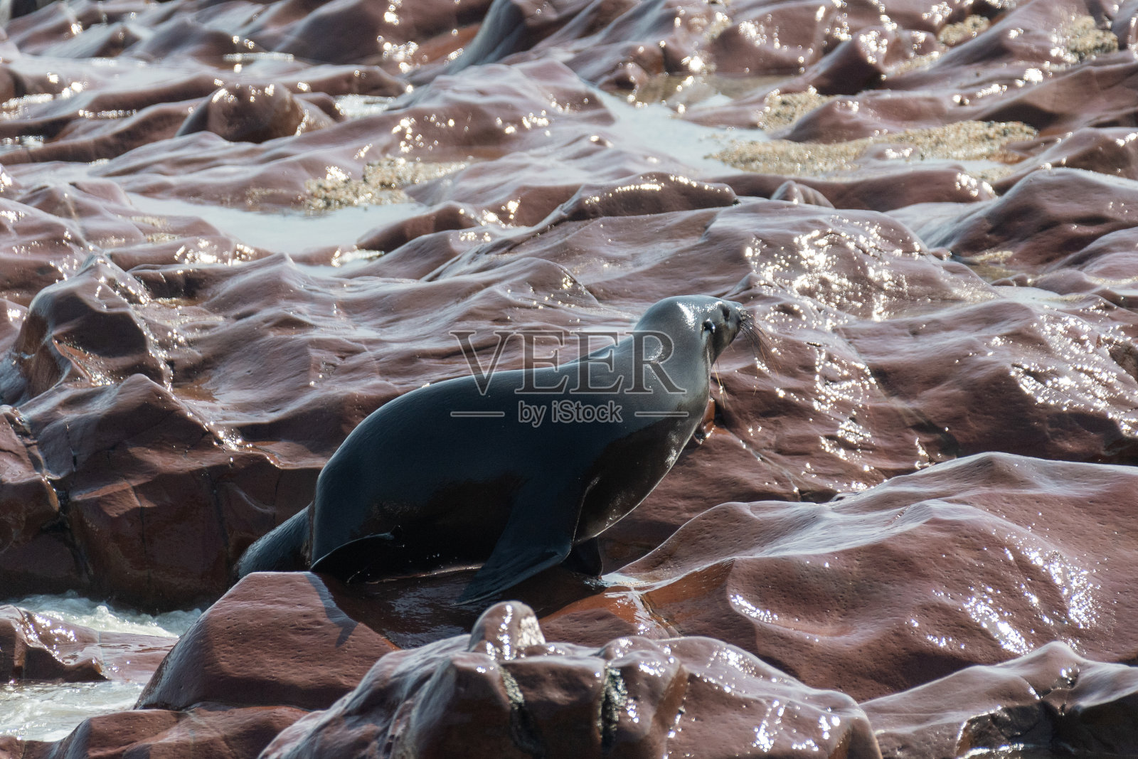 一只海豹浮出水面照片摄影图片