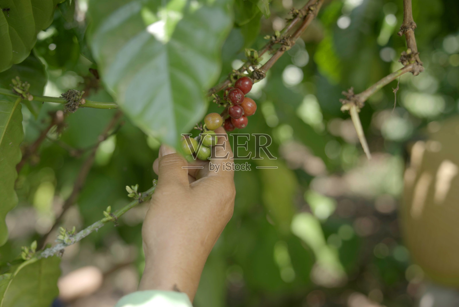 农夫的手在树上摘咖啡樱桃。照片摄影图片