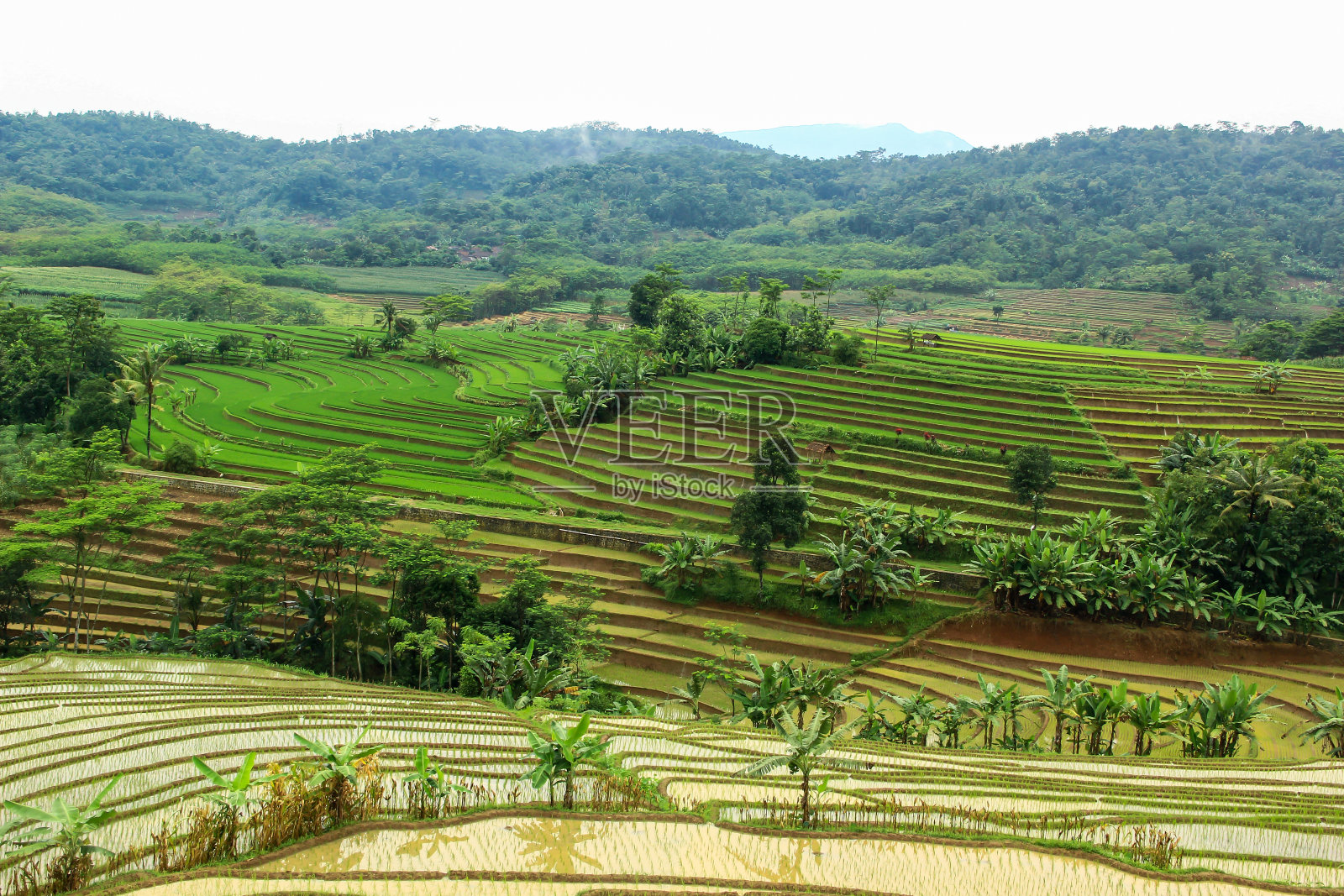 梯田的壮丽景色照片摄影图片