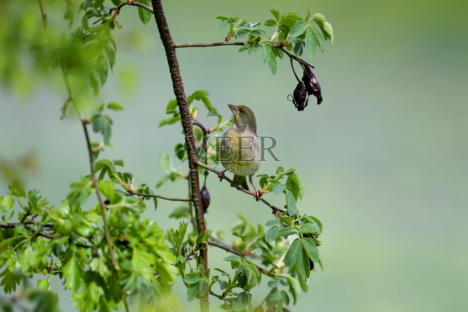 早餐时间照片摄影图片