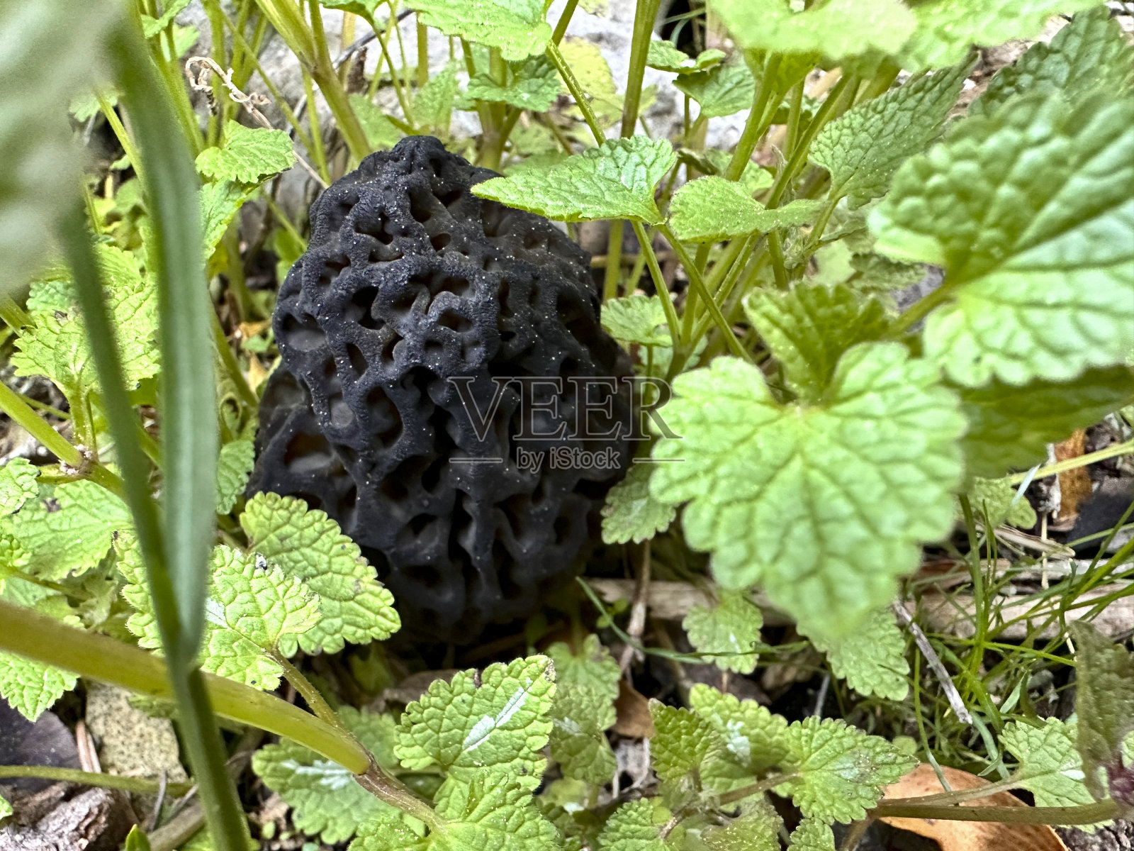 在土耳其种植的羊肚菌种类和大尺寸照片摄影图片