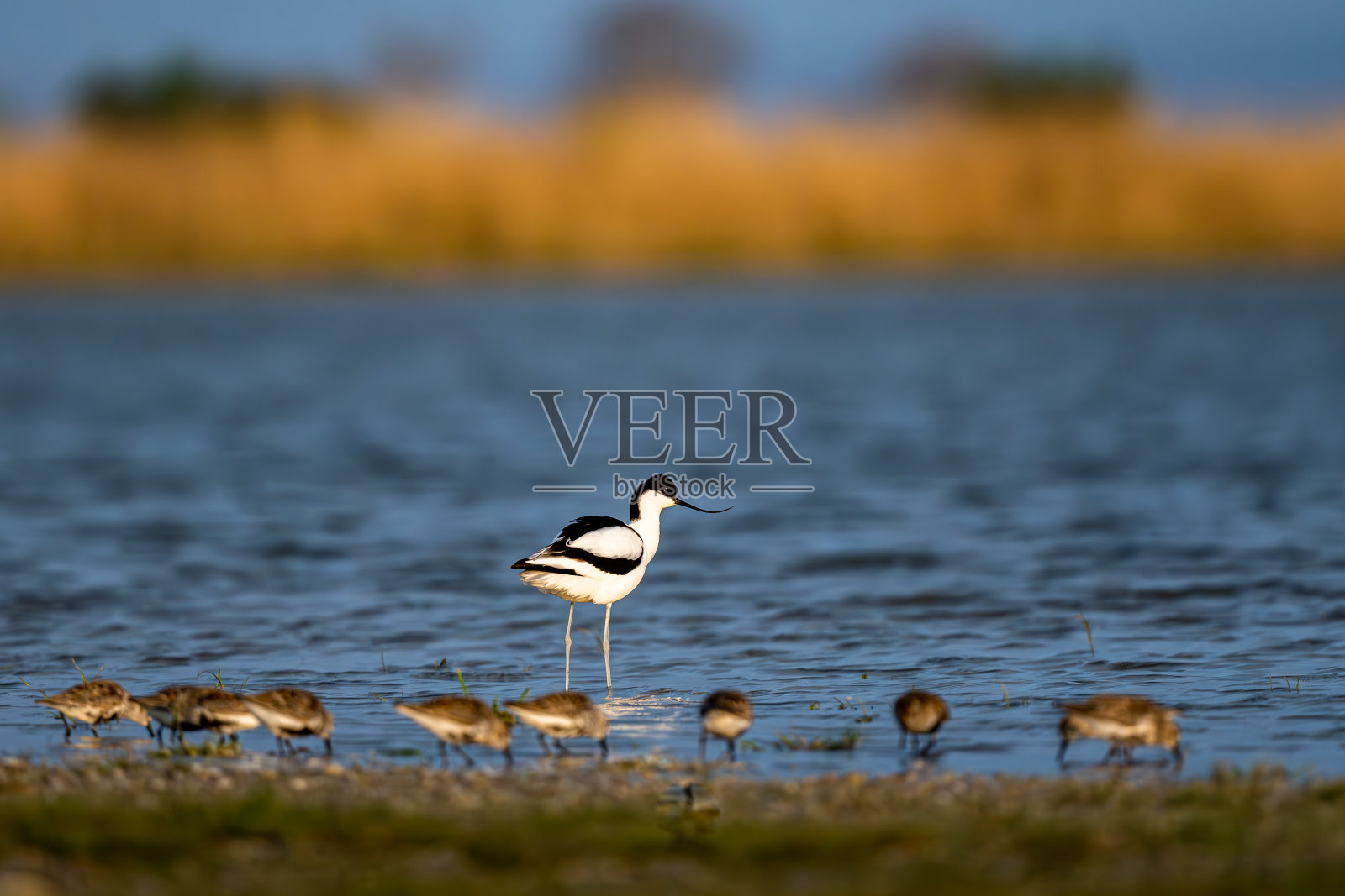 花斑鳄梨,Recurvirostra avosetta。奥地利的Neusiedl湖国家公园。照片摄影图片