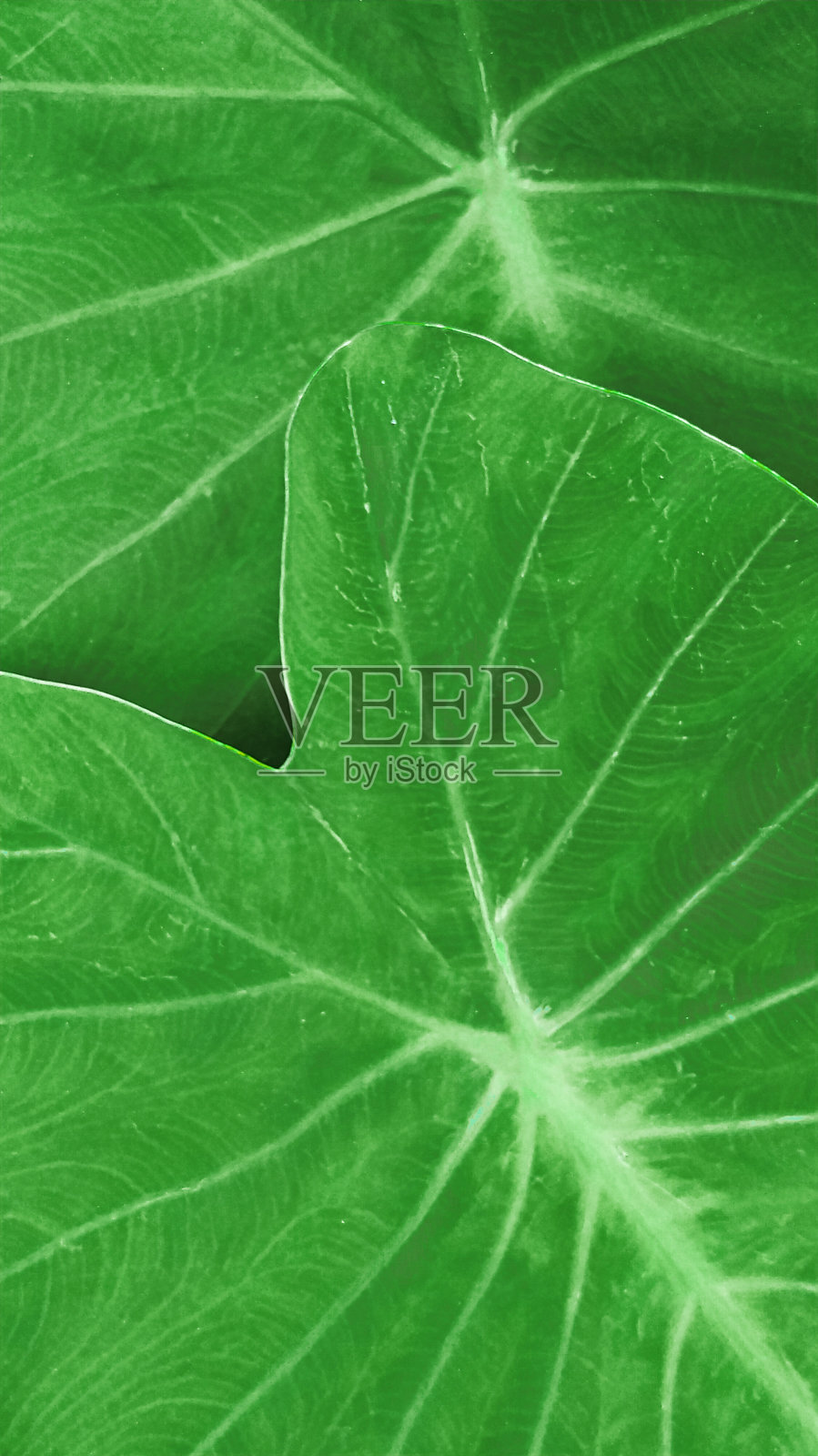 细部层绿草景观,象耳照片摄影图片