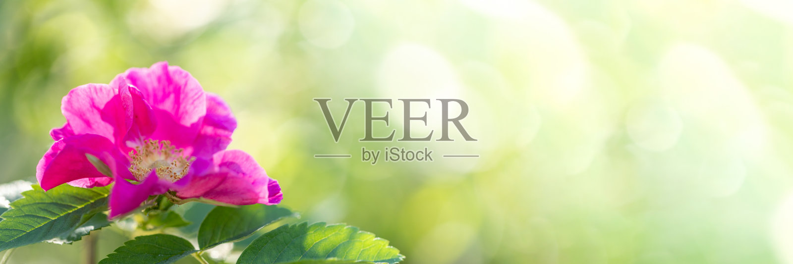 春花的旗帜与阳光下的粉红色玫瑰果花接近模糊的绿色与阳光眩光。照片摄影图片