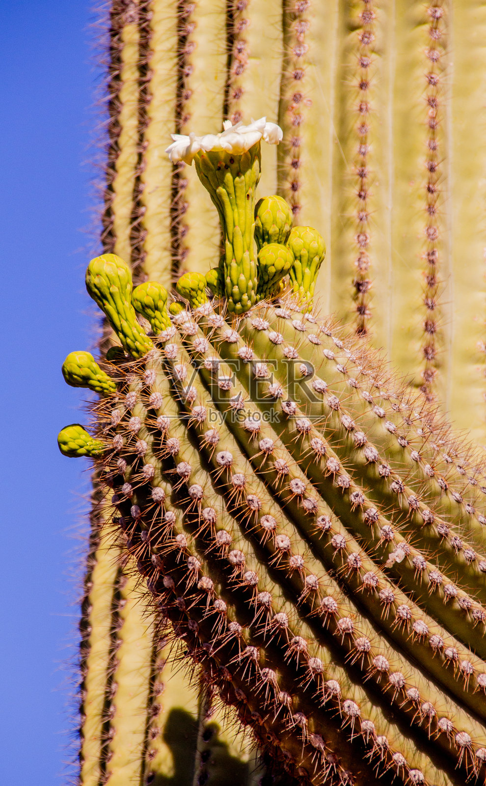 巨人柱仙人掌的芽和花照片摄影图片