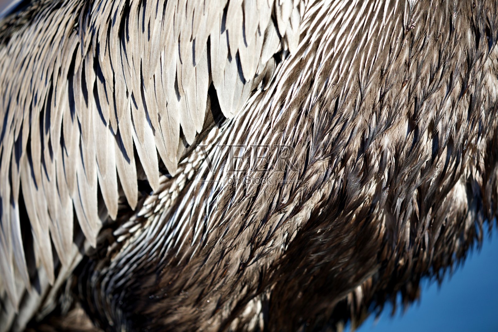 靠近鹈鹕照片摄影图片