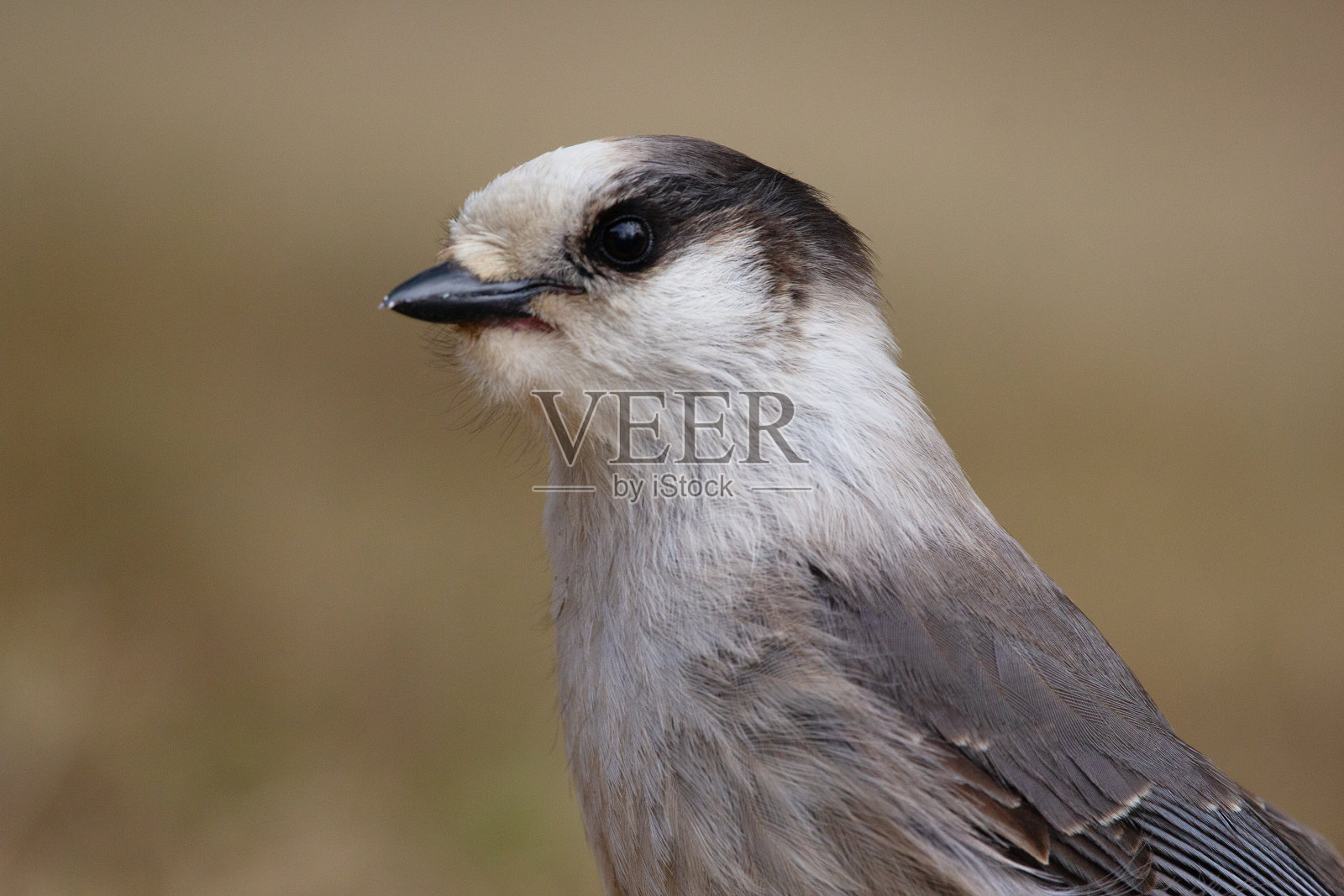 加拿大松鸦的肖像,春天满袋的种子。照片摄影图片