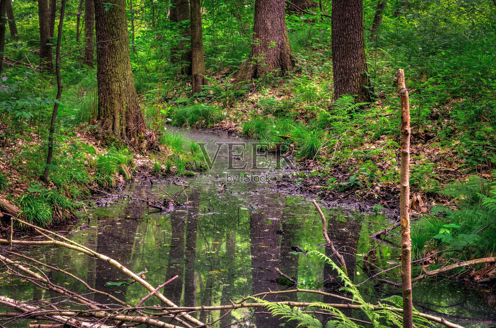 美丽的绿色和迷人的大自然在森林里。照片摄影图片