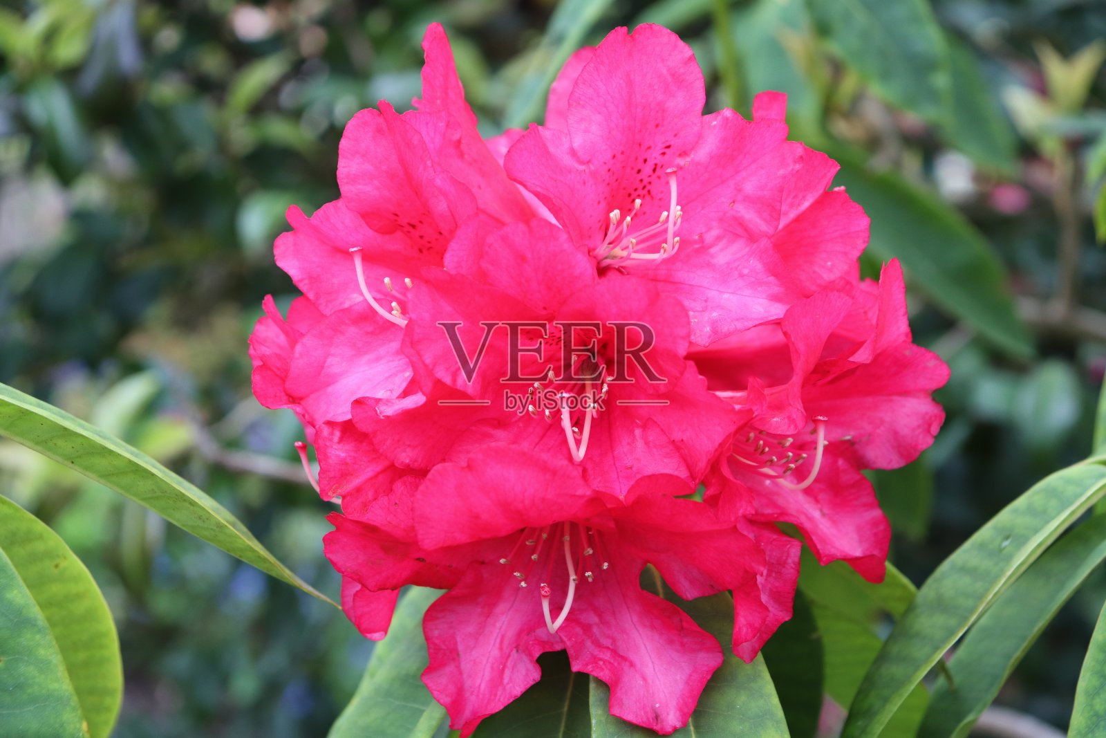 红色杜鹃花照片摄影图片