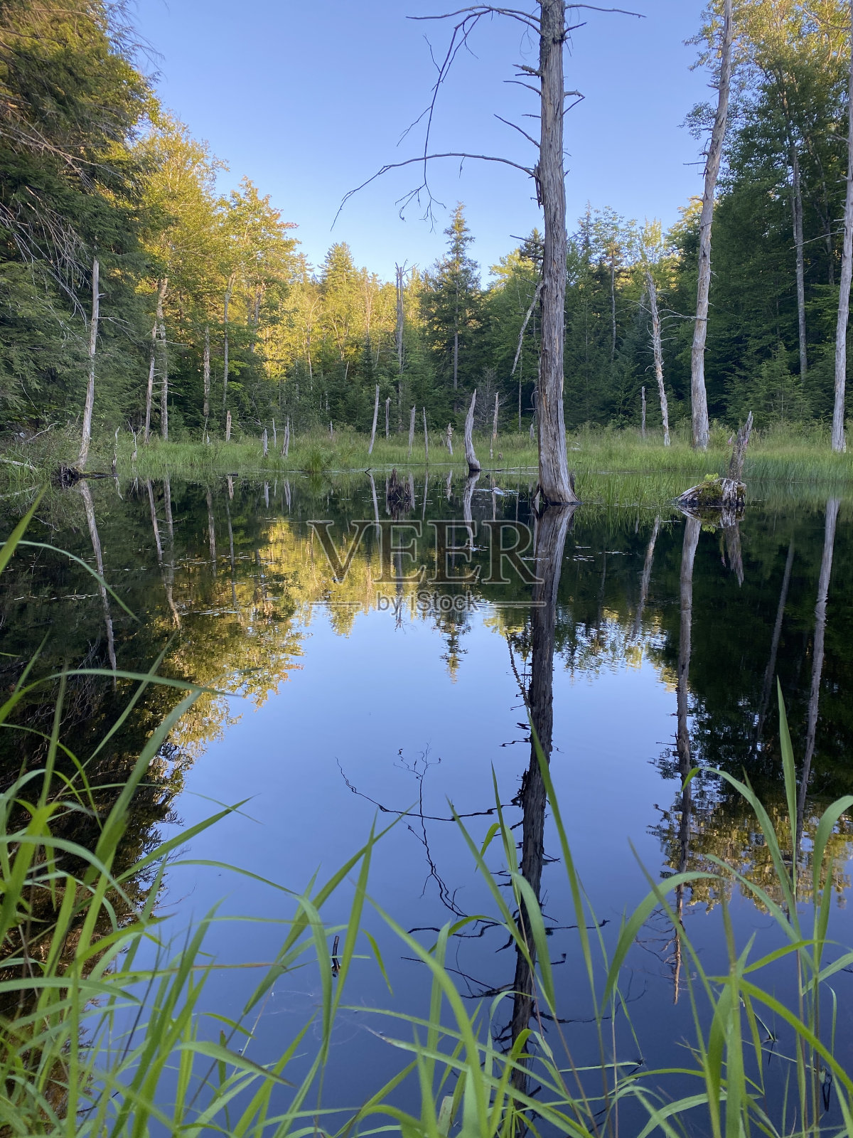 湿地反射照片摄影图片