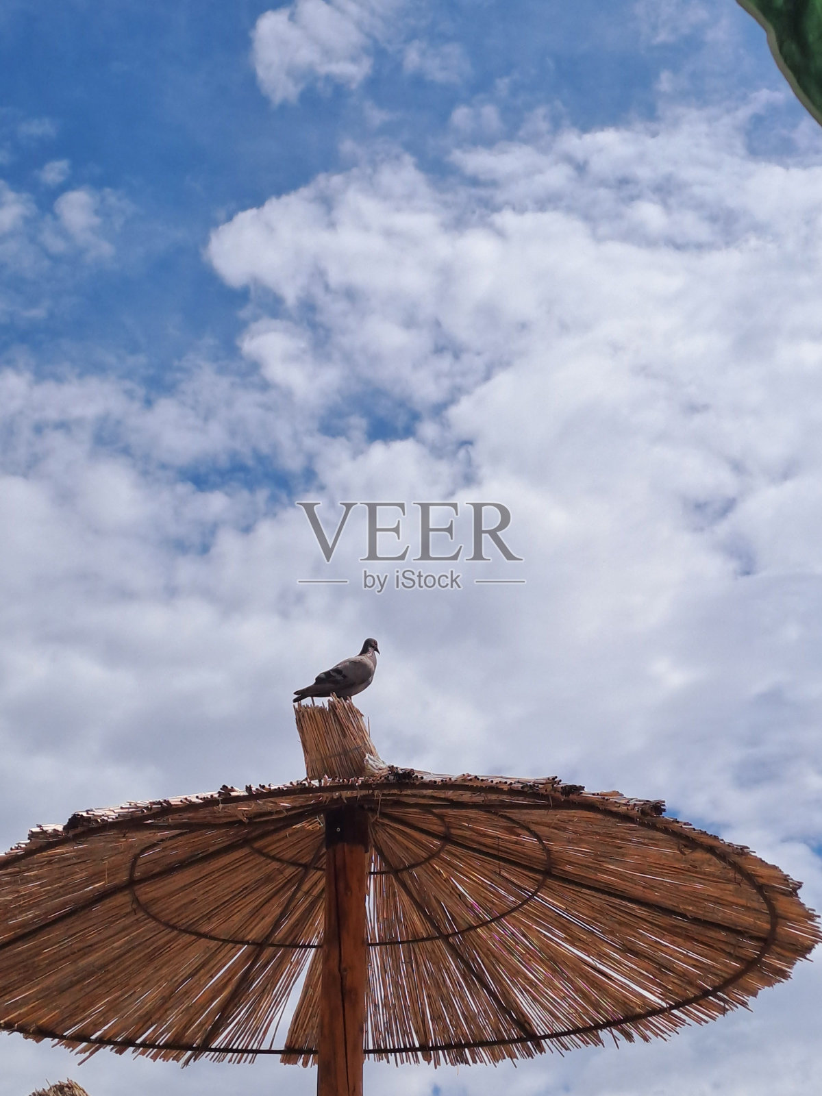 海鸥栖息在沙滩伞上照片摄影图片