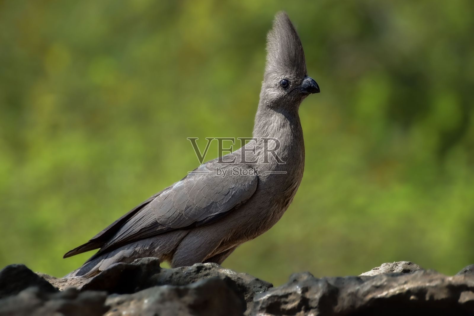 小灰飞走鸟栖息在岩石露头在一个模糊的背景照片摄影图片