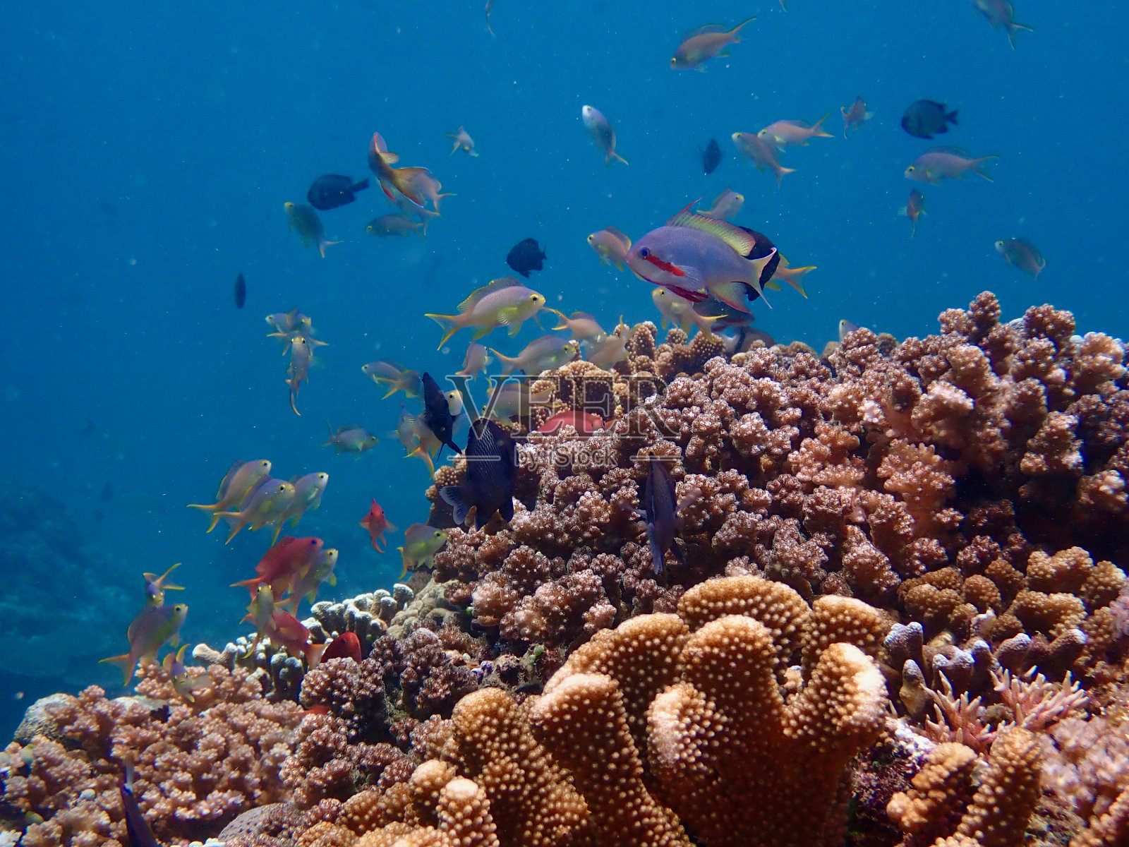 水下景观。照片摄影图片