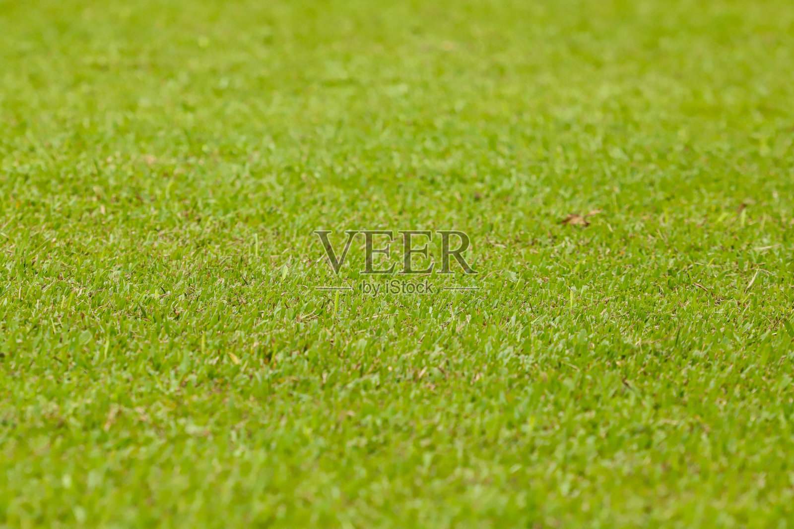 足球场的草地照片摄影图片