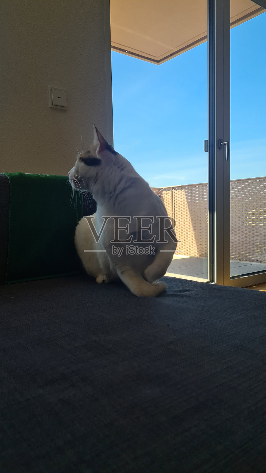 猫照片摄影图片