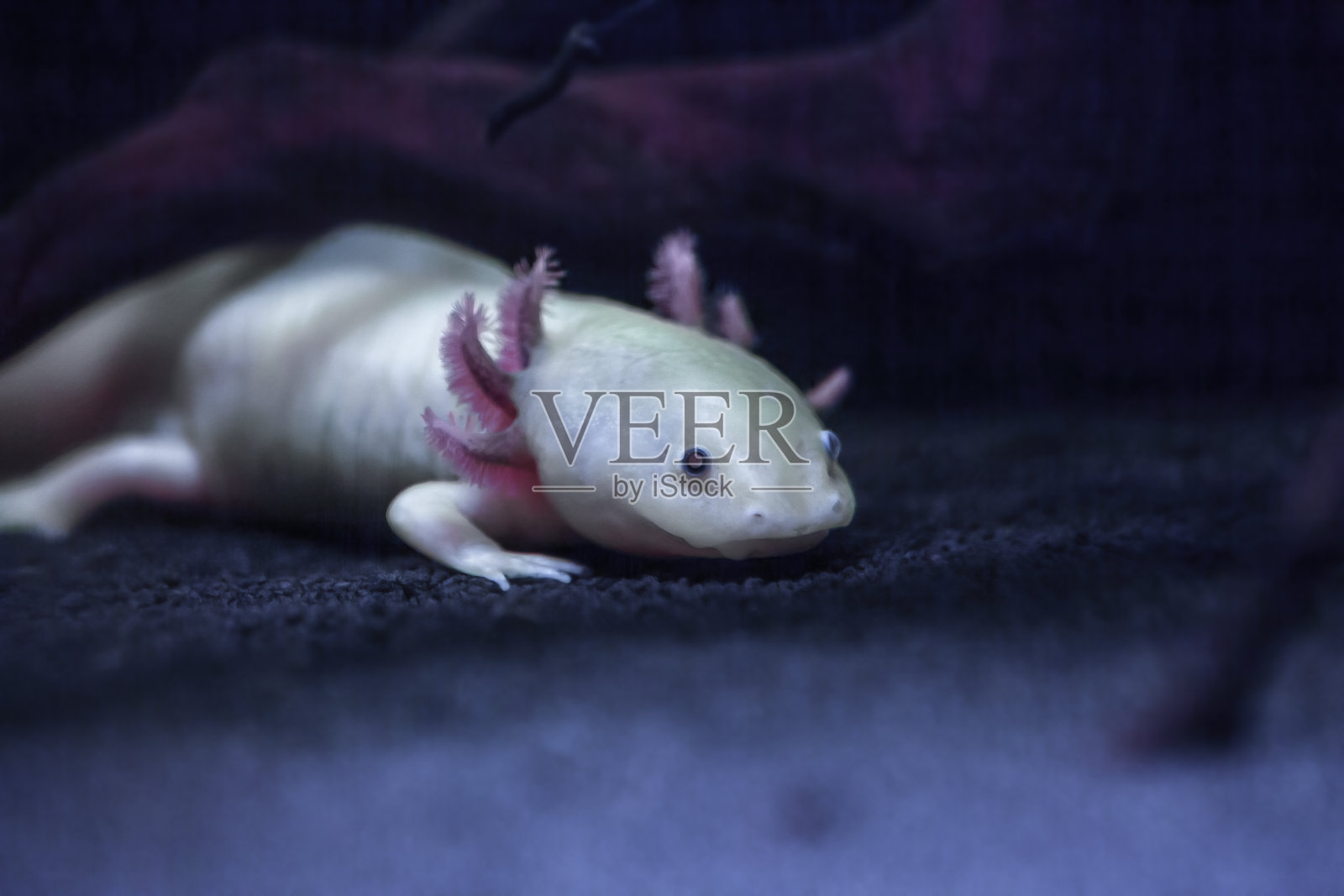 水族馆中的白粉色美西螈(Ambystoma mexicanum),柔焦照片摄影图片