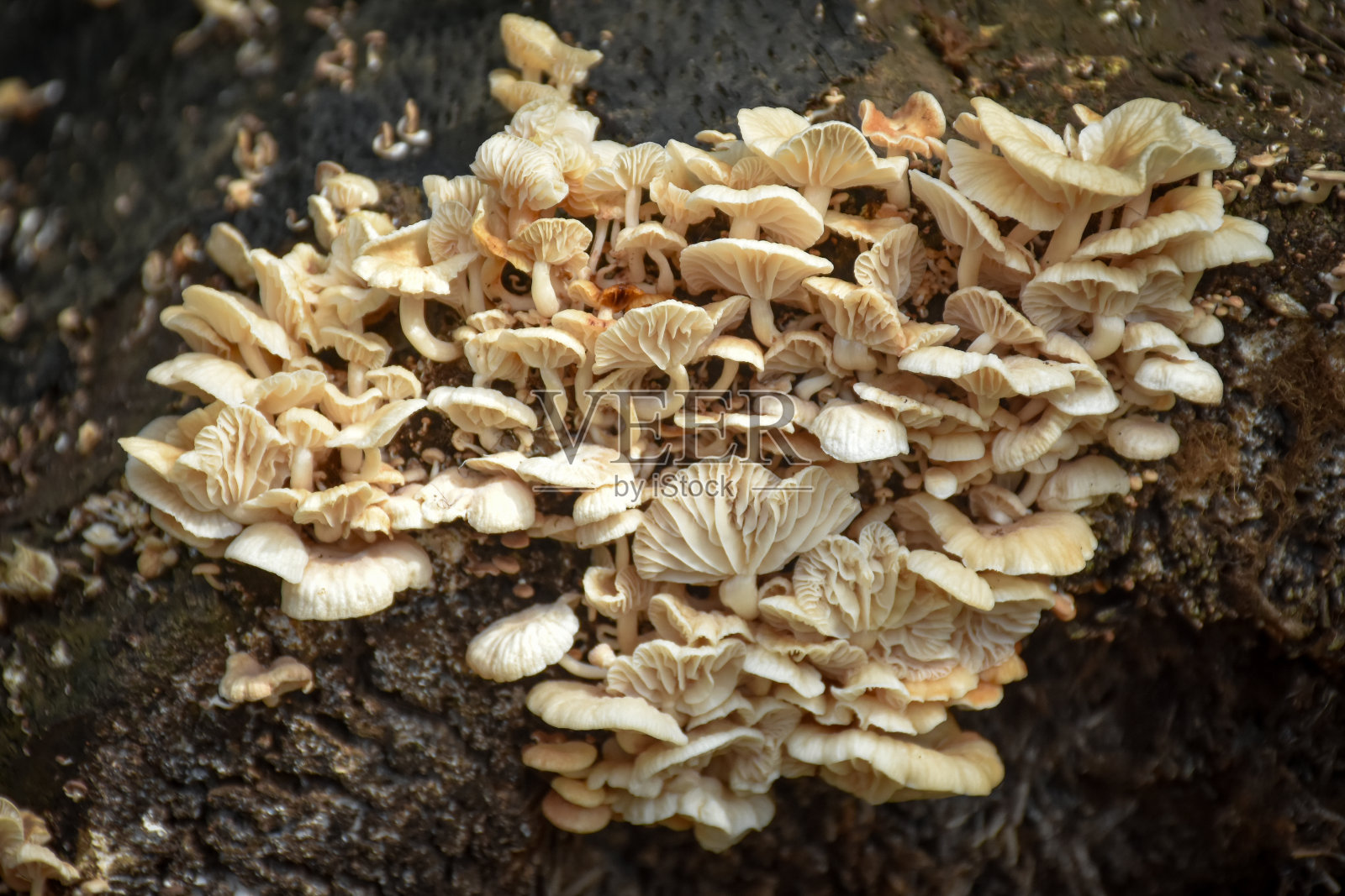 树干上的蘑菇特写照片摄影图片