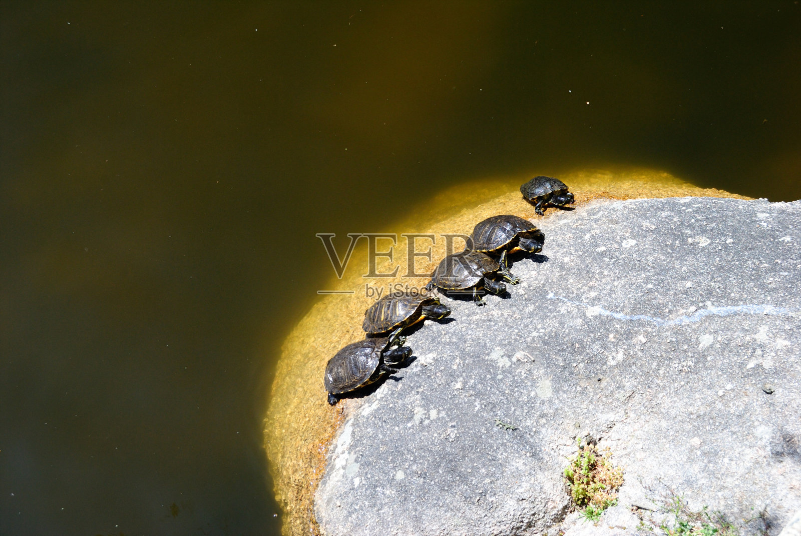 圣德格纳池塘里的海龟照片摄影图片