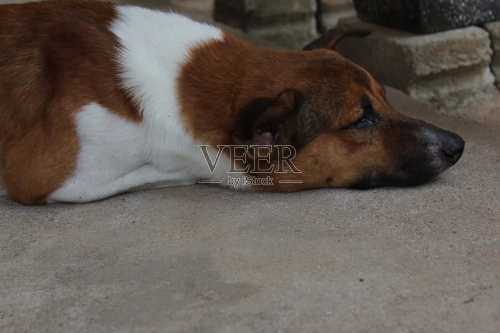 漂亮的棕色可爱的狗照片摄影图片