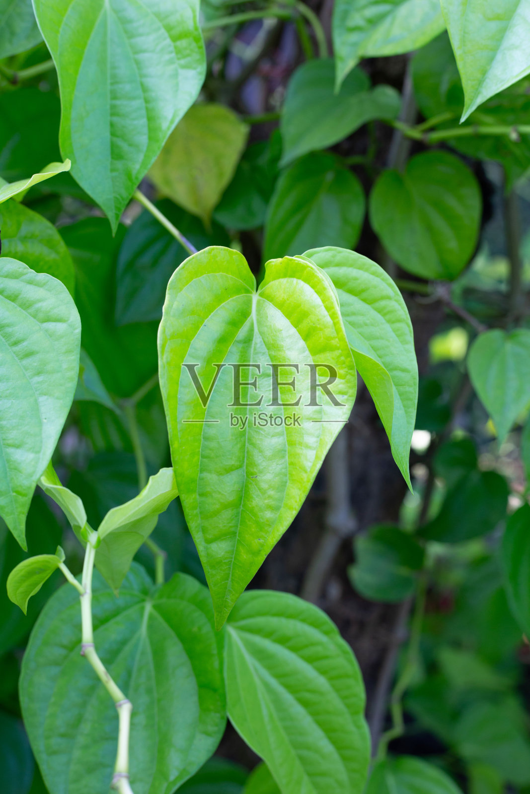 花园里槟榔的绿叶照片摄影图片