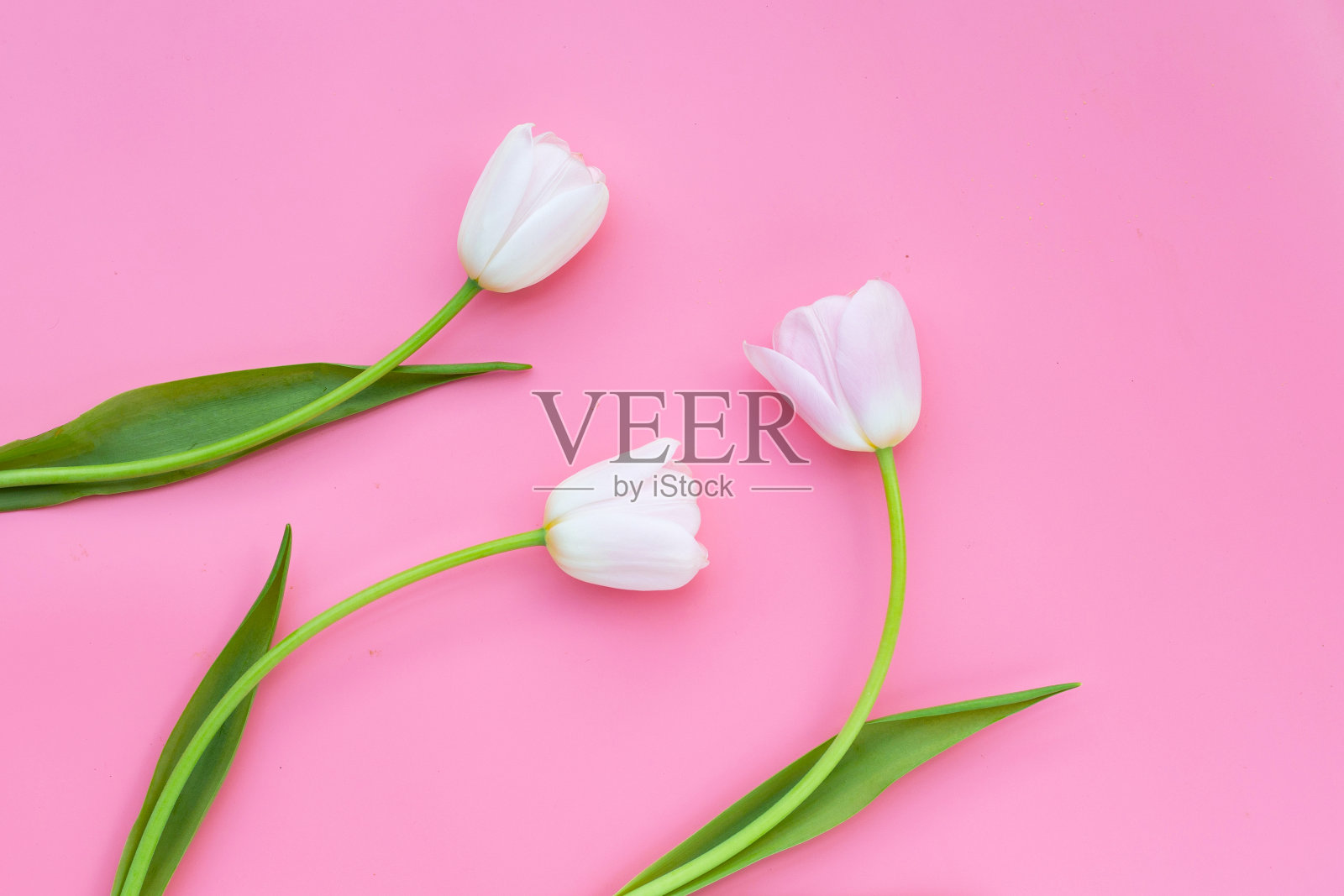 粉色背景上的白粉色郁金香。照片摄影图片