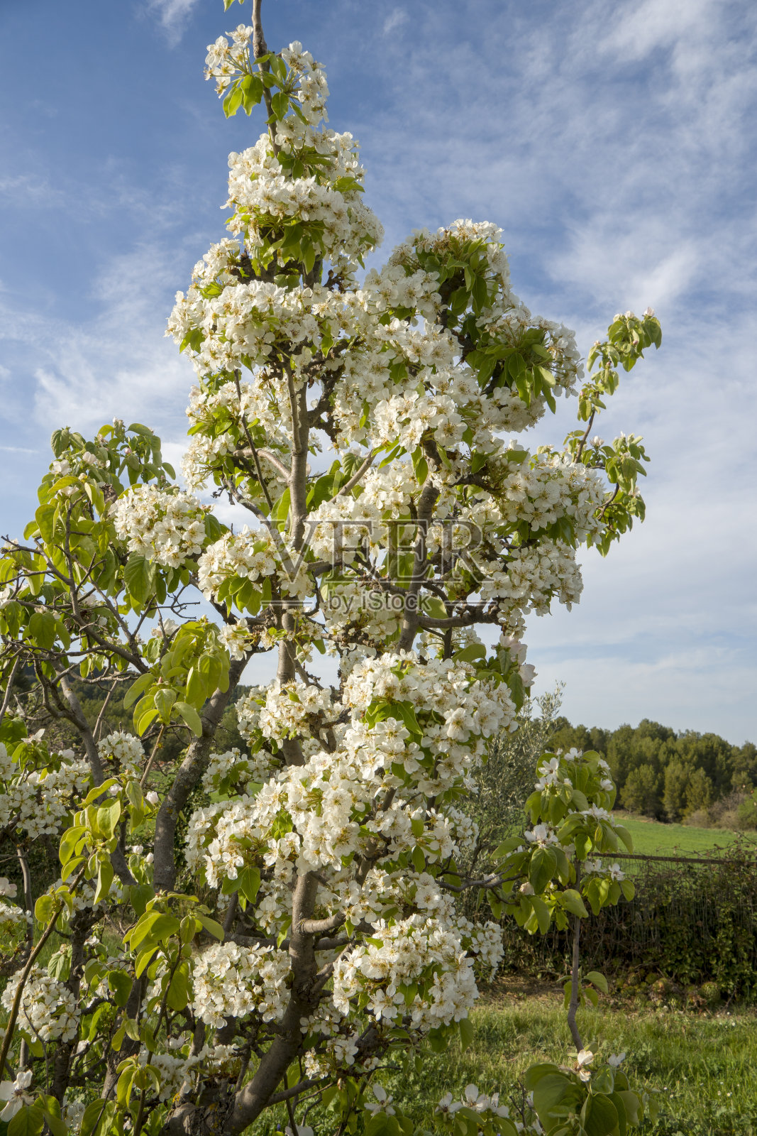 西班牙特鲁埃尔阿拉贡马塔兰亚县的春季景观照片摄影图片