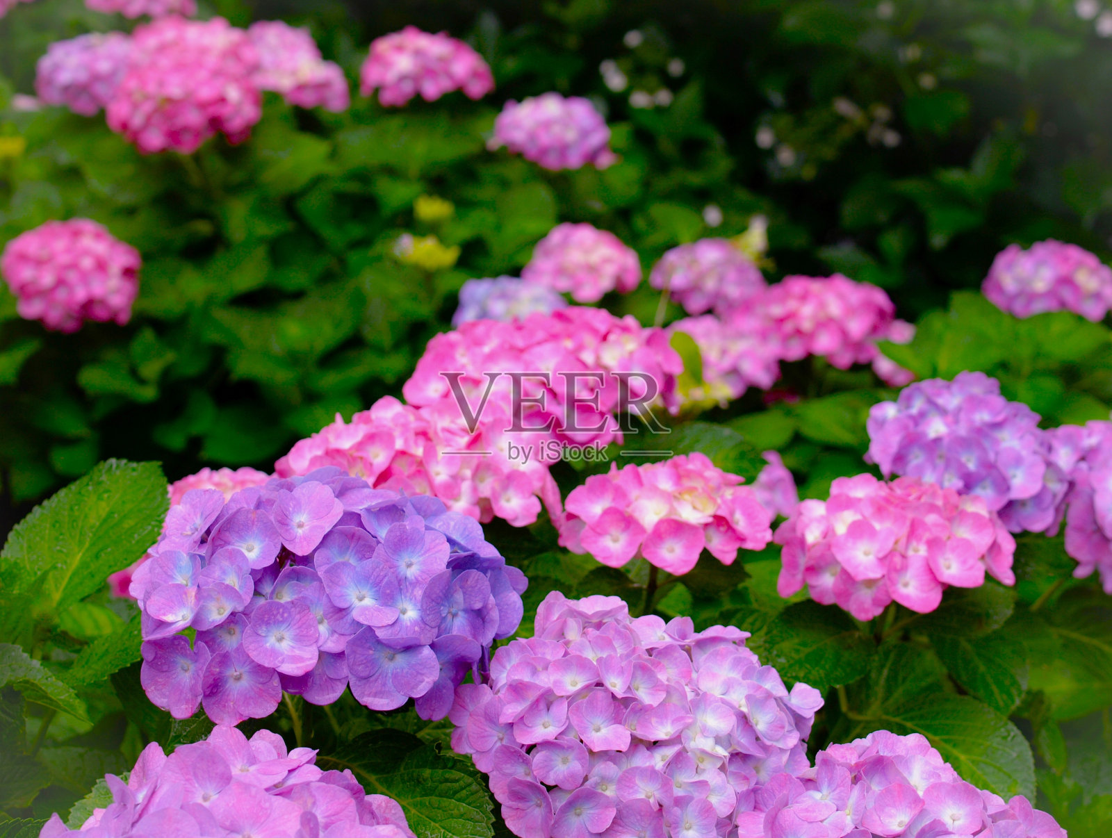 绣球花的花园。照片摄影图片
