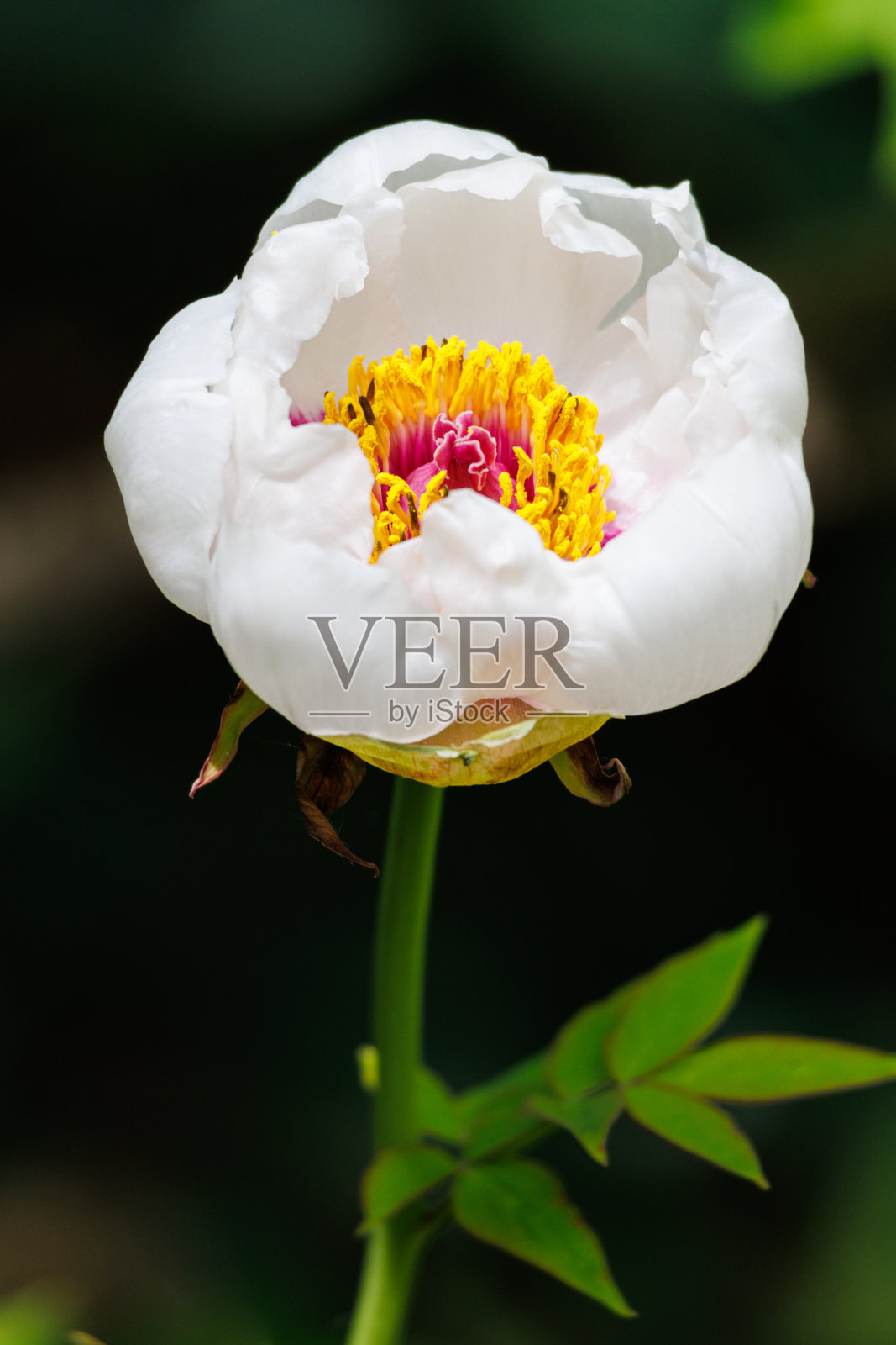 牡丹微距摄影照片摄影图片