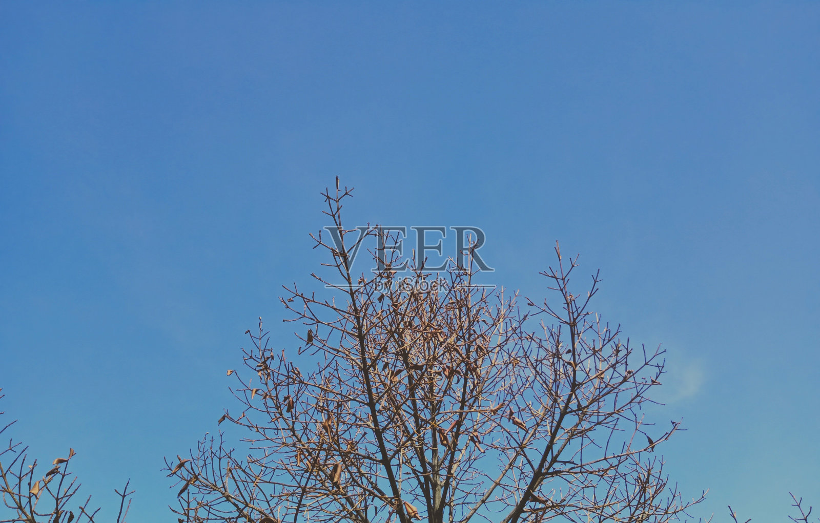 死芒果树照片摄影图片