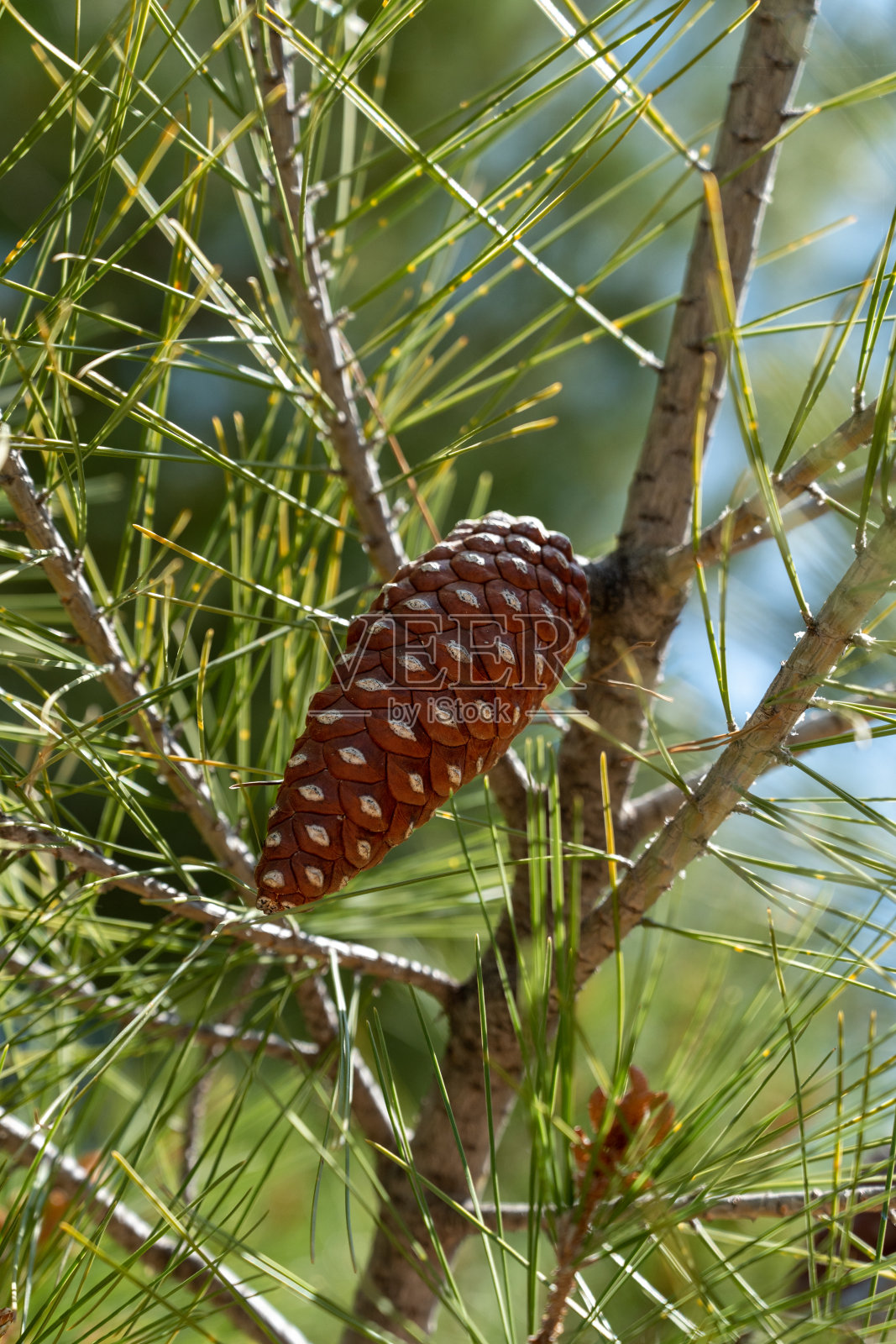 热带针叶树的背景照片摄影图片