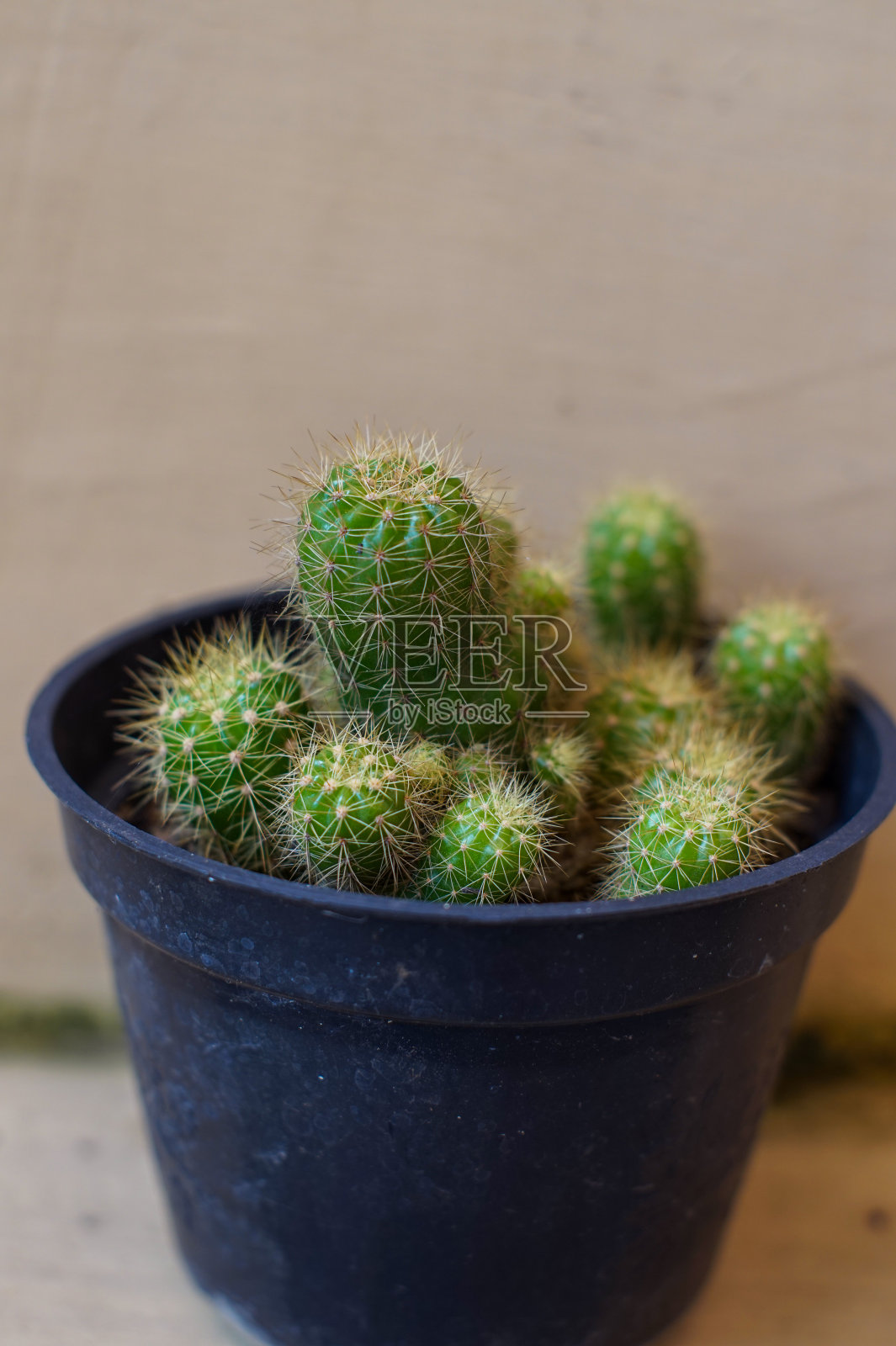 仙人掌的花照片摄影图片