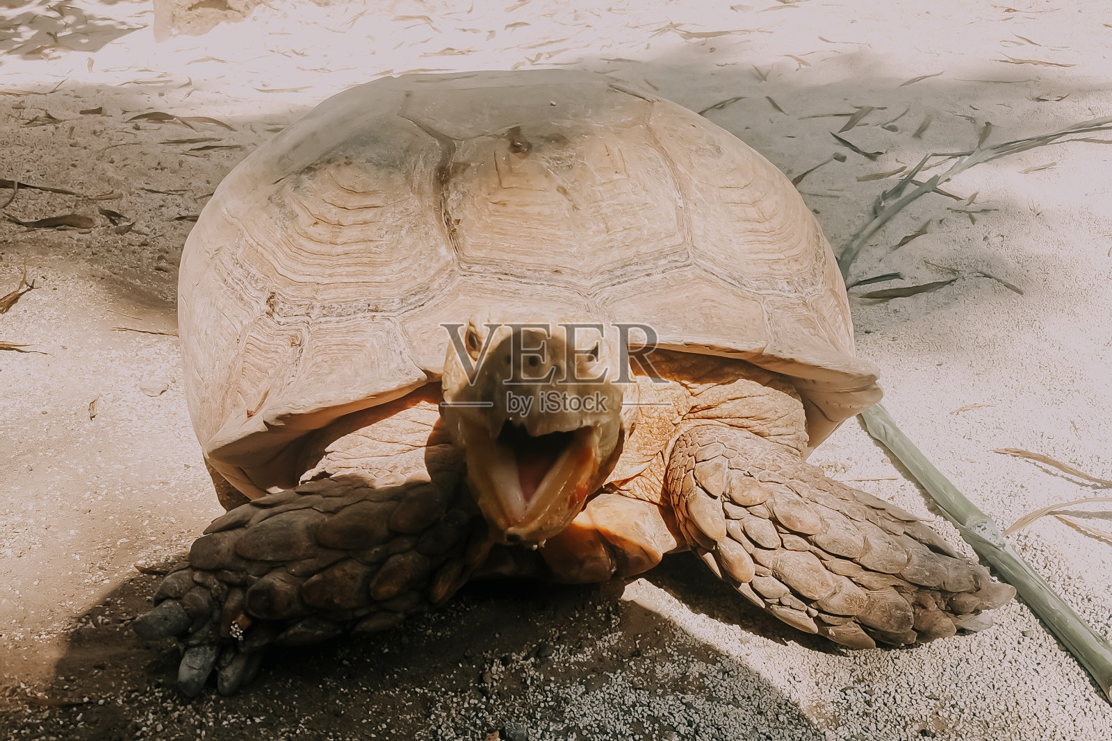 可爱的乌龟照片摄影图片
