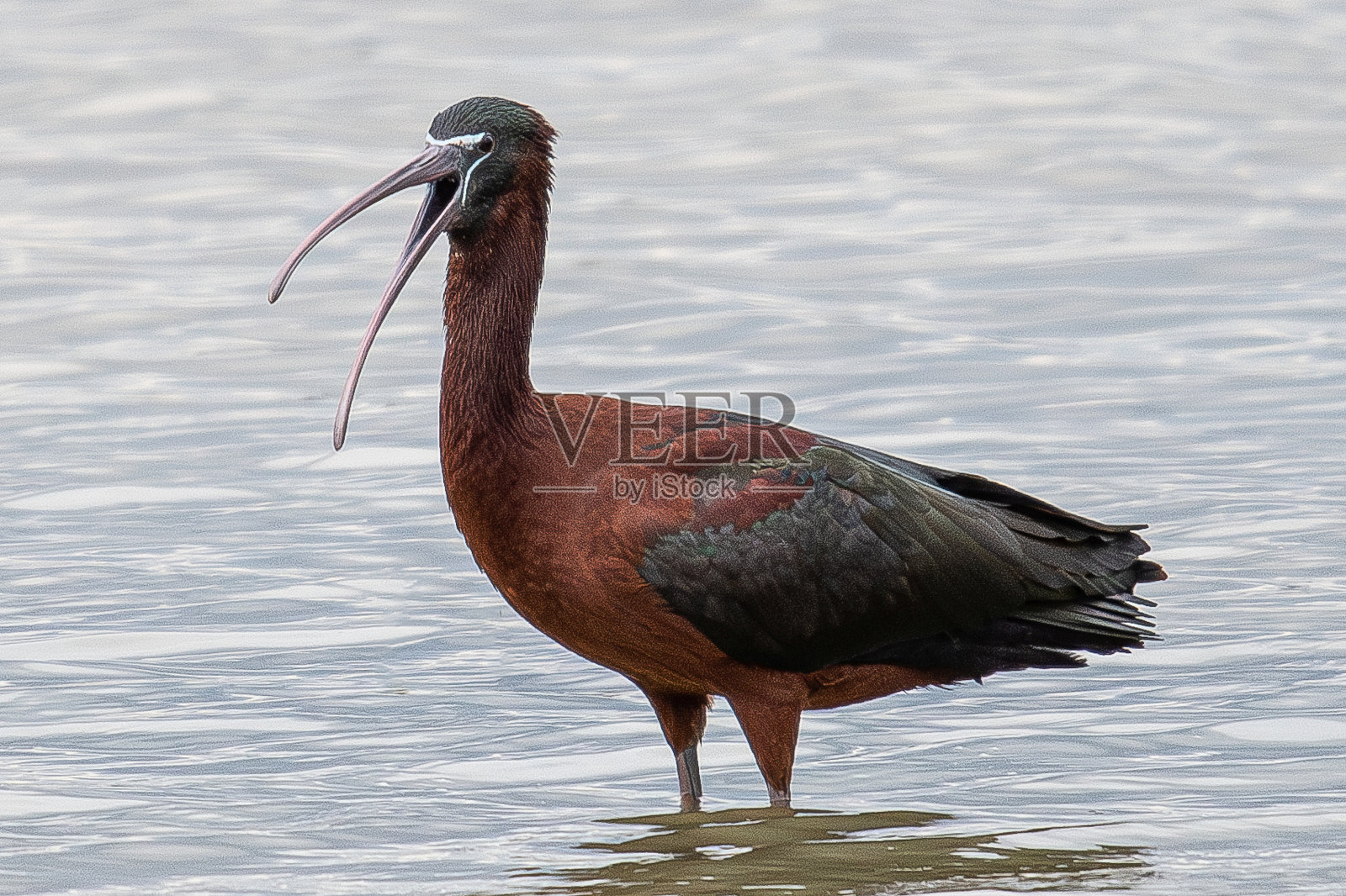 有光泽的朱鹮(Plegadis falcinellus)是一种水鸟,是一种常见于西班牙赫罗纳地中海的朱鹮和琵鹭科照片摄影图片