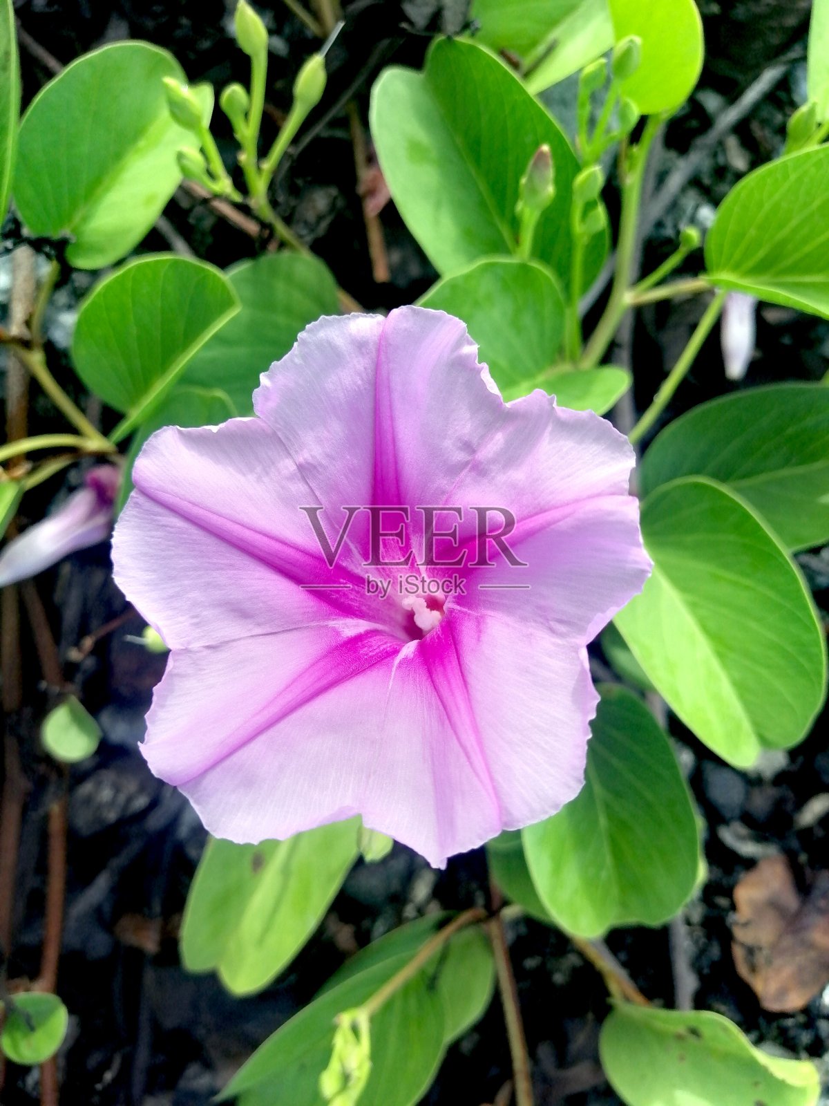 Katang花照片摄影图片