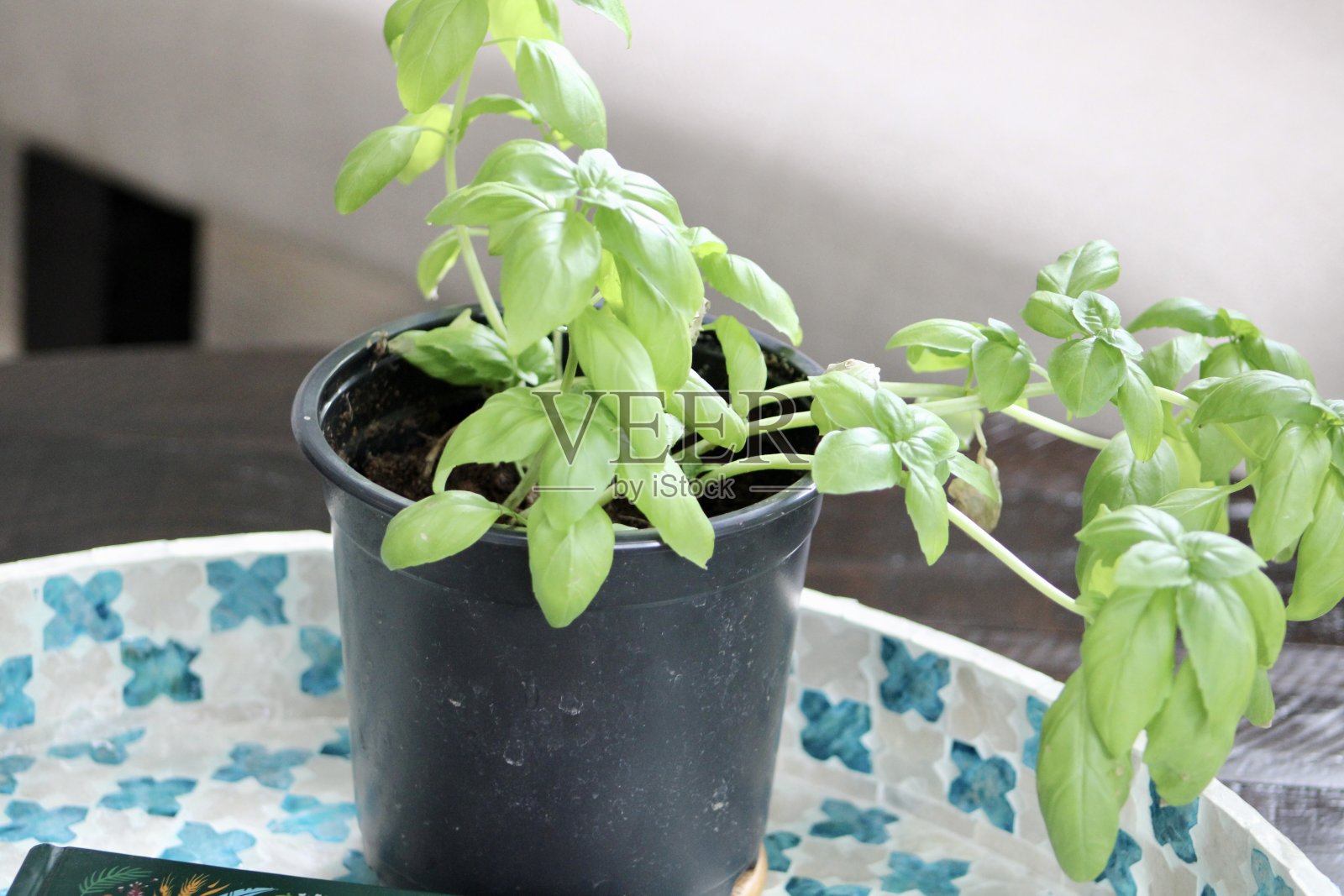 罗勒植物照片摄影图片