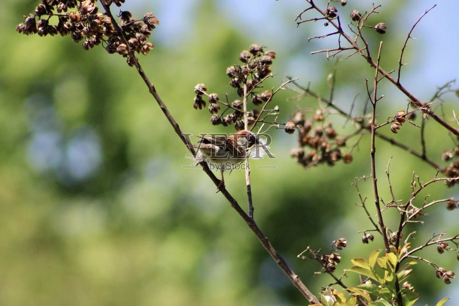 巢雀照片摄影图片