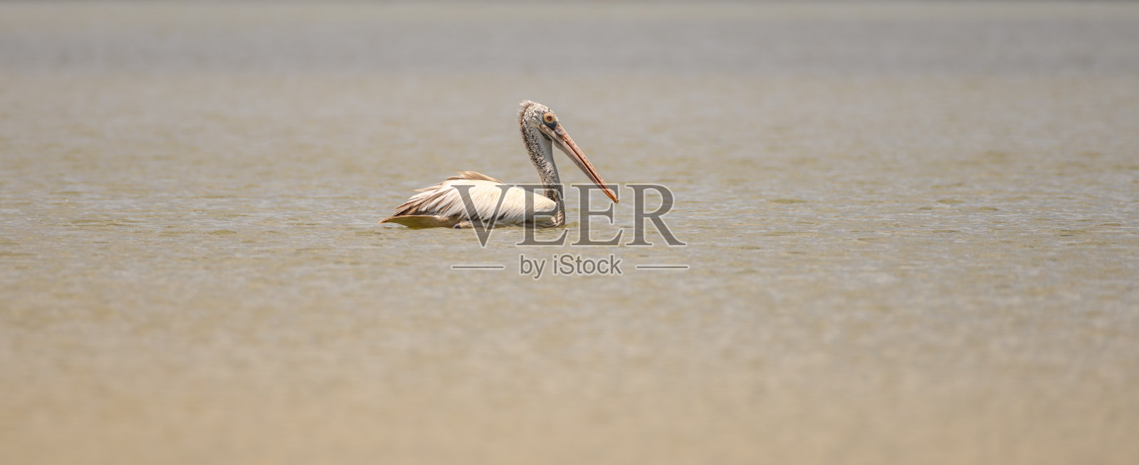 孤立的斑嘴鹈鹕在湖中游泳。照片摄影图片