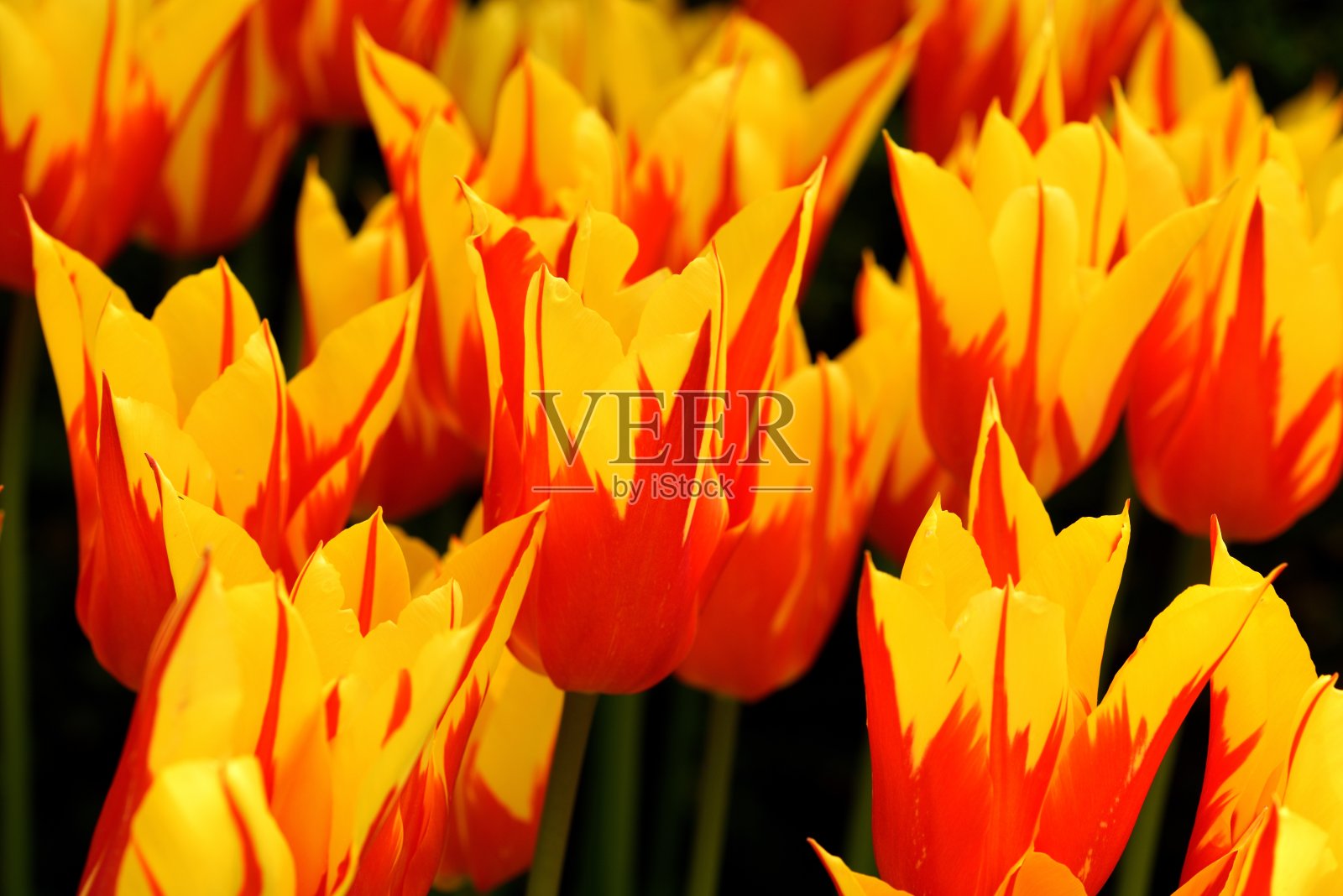 郁金香火翼照片摄影图片