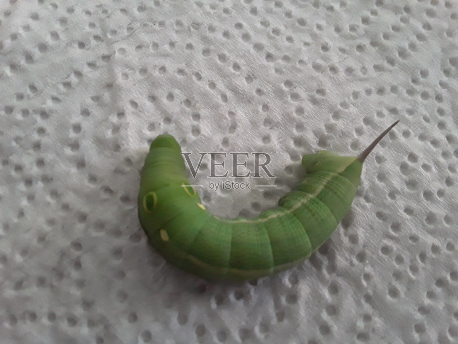 虫昆虫照片摄影图片