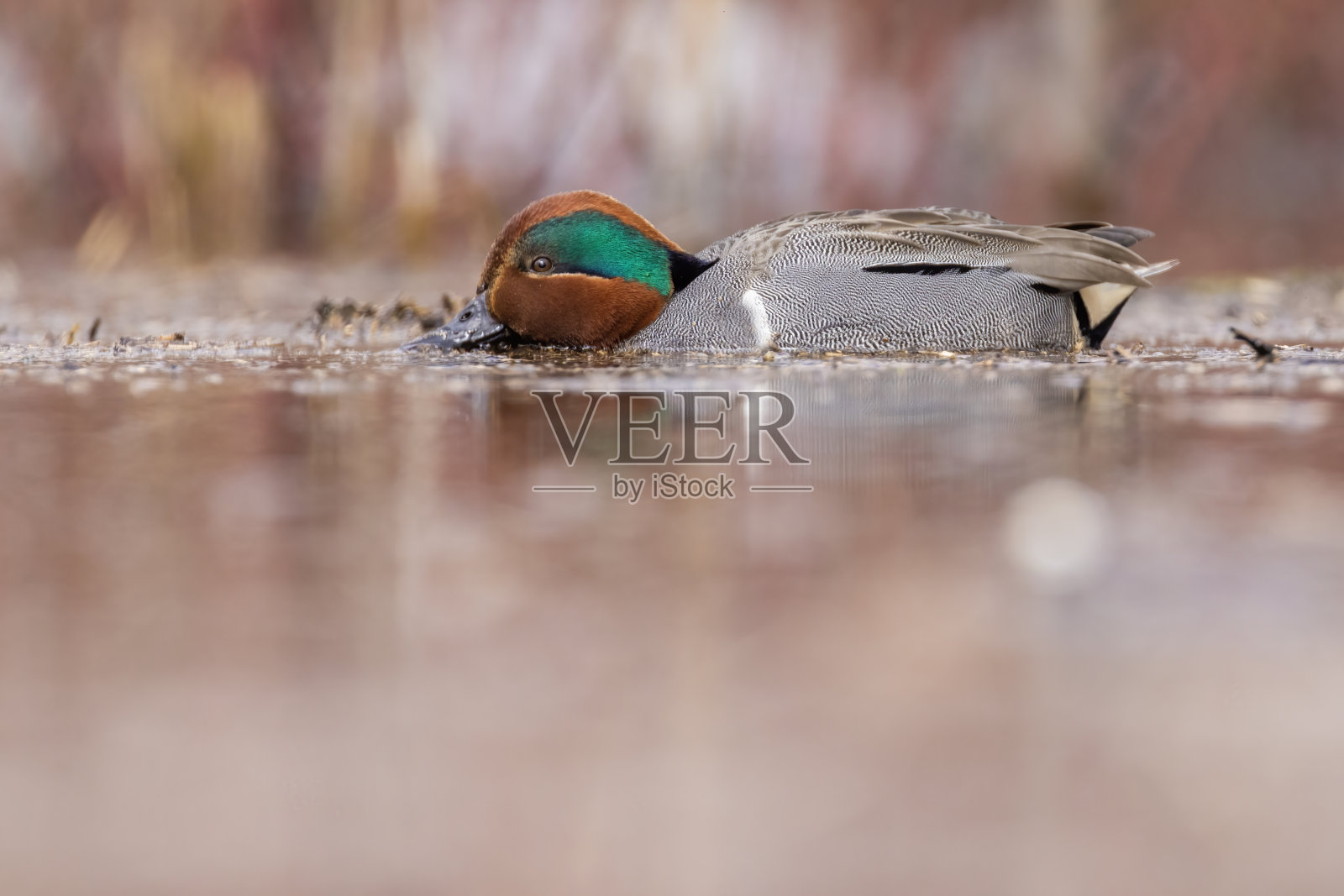 雄性绿翅水鸭照片摄影图片
